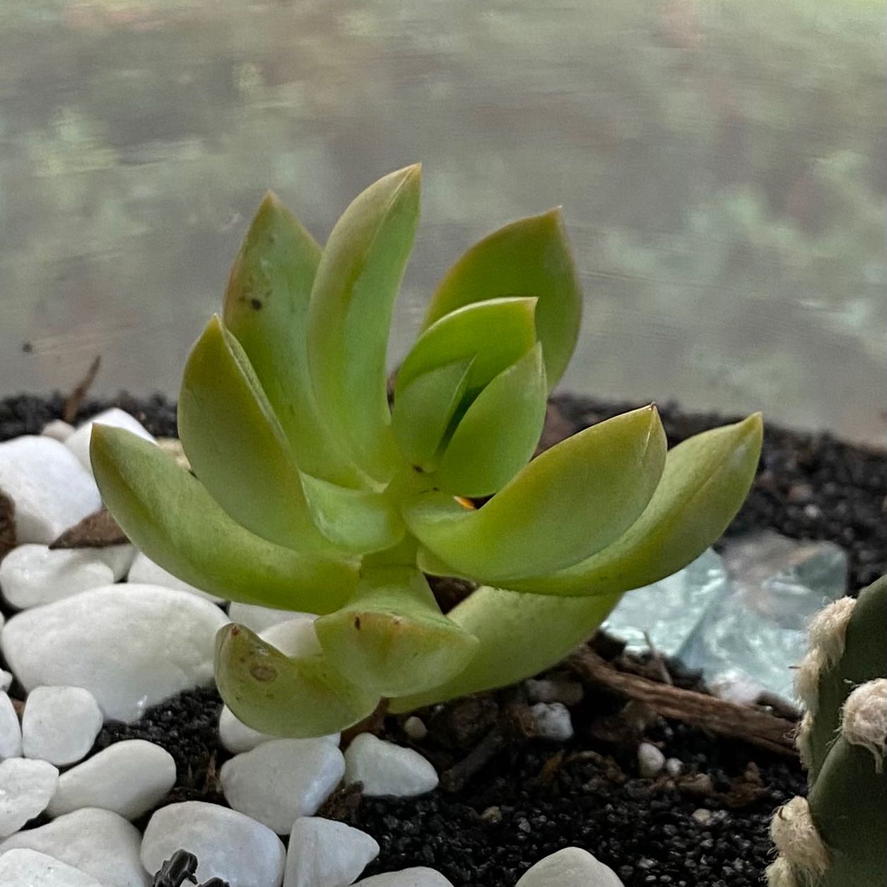 Pale Stonecrop succulent plant with thick, fleshy leaves in soil with white pebbles.