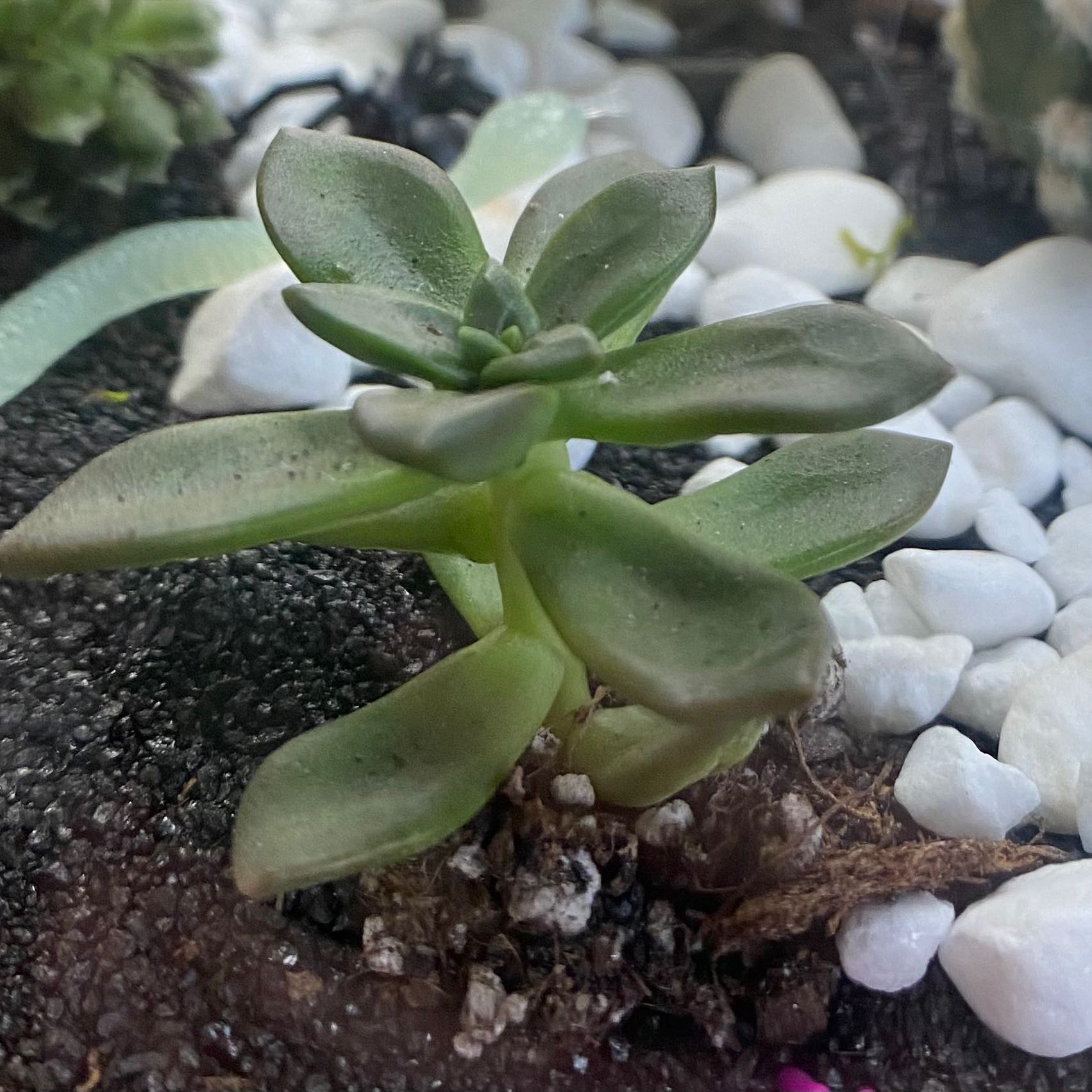 Echeveria 'Black Knight' succulent plant with visible soil and pebbles.