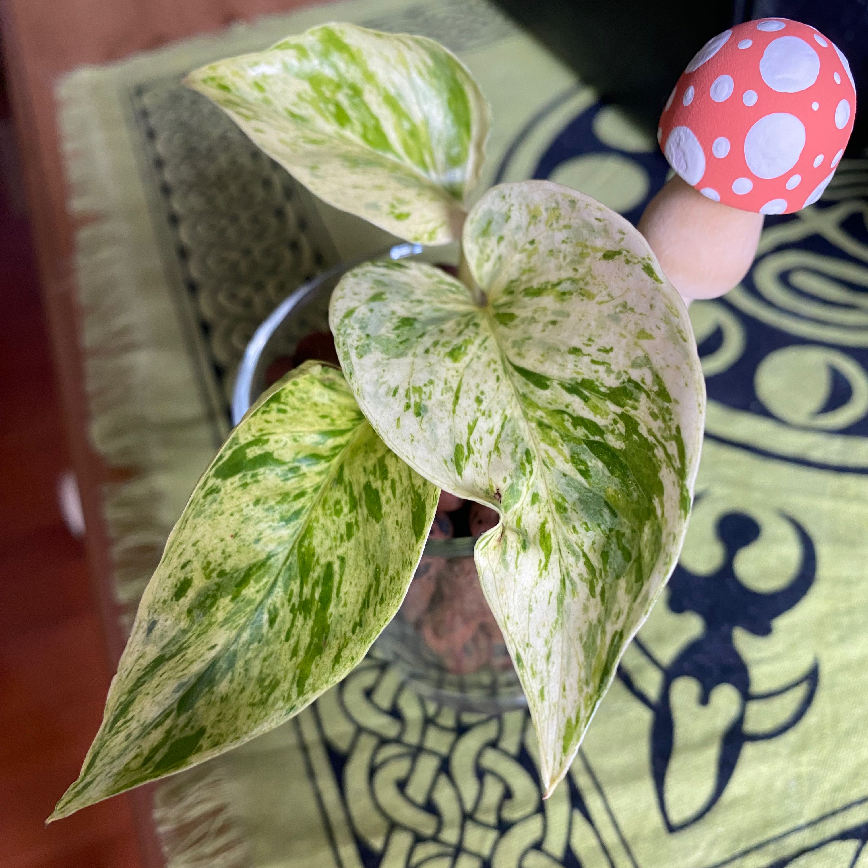 Snow Queen Pothos plant with variegated leaves in a pot.