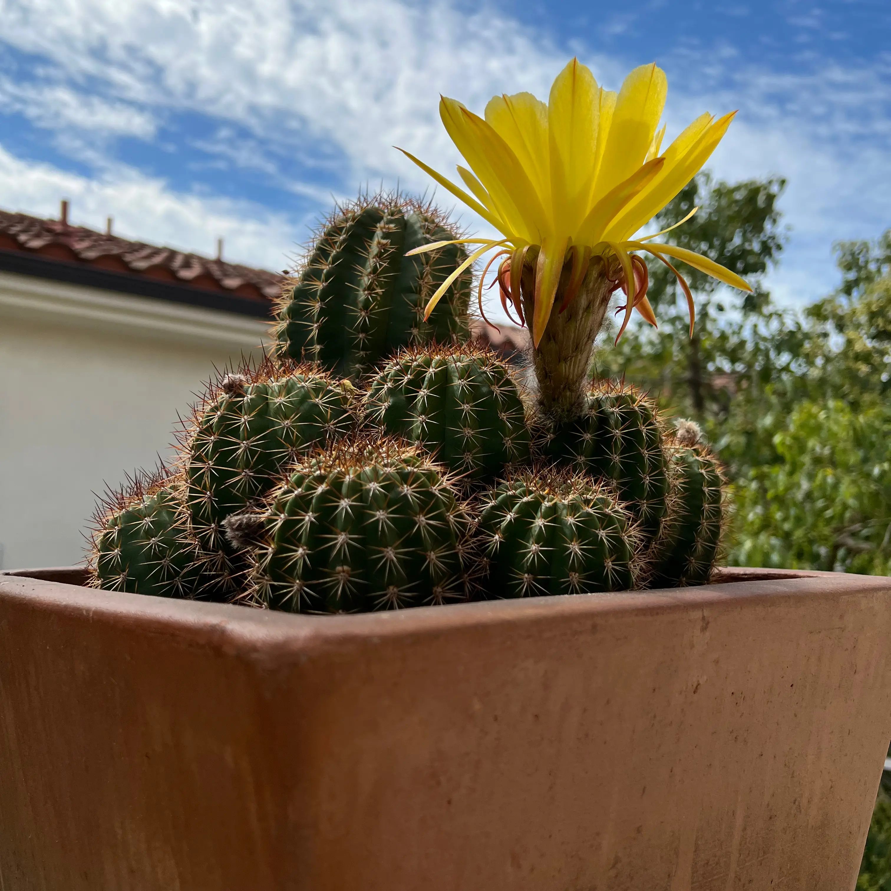 Photo of the plant species Golden Easter Lily Cactus by @Gregarious24 named Golden Easter Lily Cactus on Greg, the plant care app
