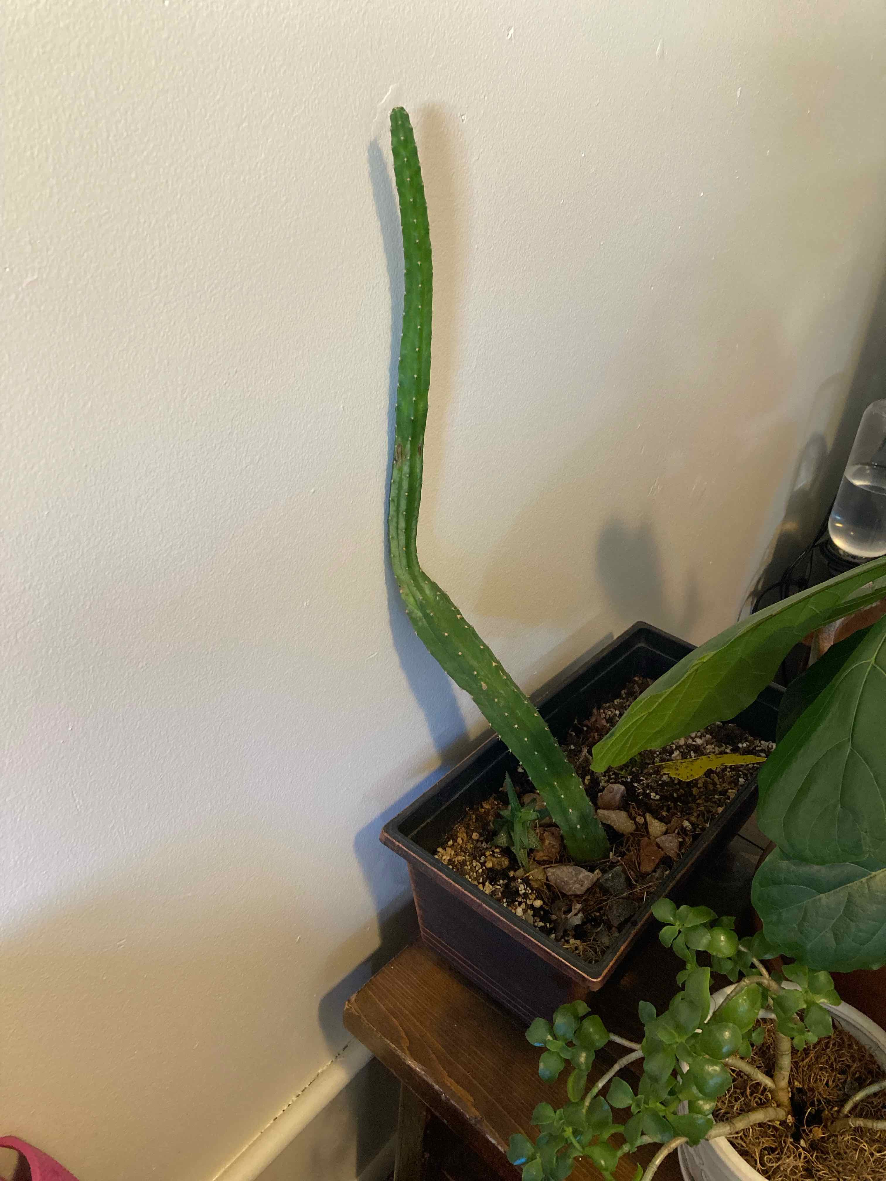 San Pedro Cactus in a pot with visible soil and other plants in the background.