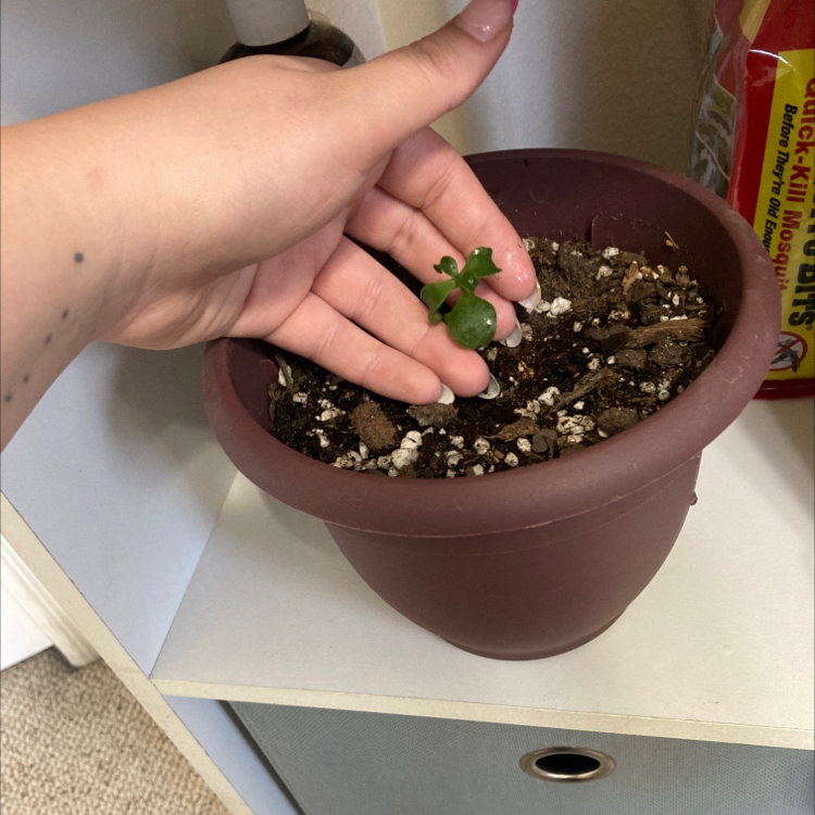 A small Elephant Bush plant in a pot, with a hand holding it.