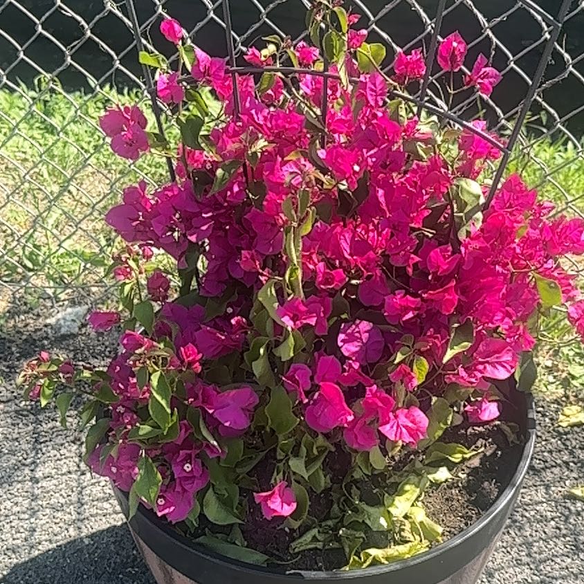 Photo of the plant species Bougainvillea 'Purple Princess' by @GlowingPipevine named Foxxy on Greg, the plant care app