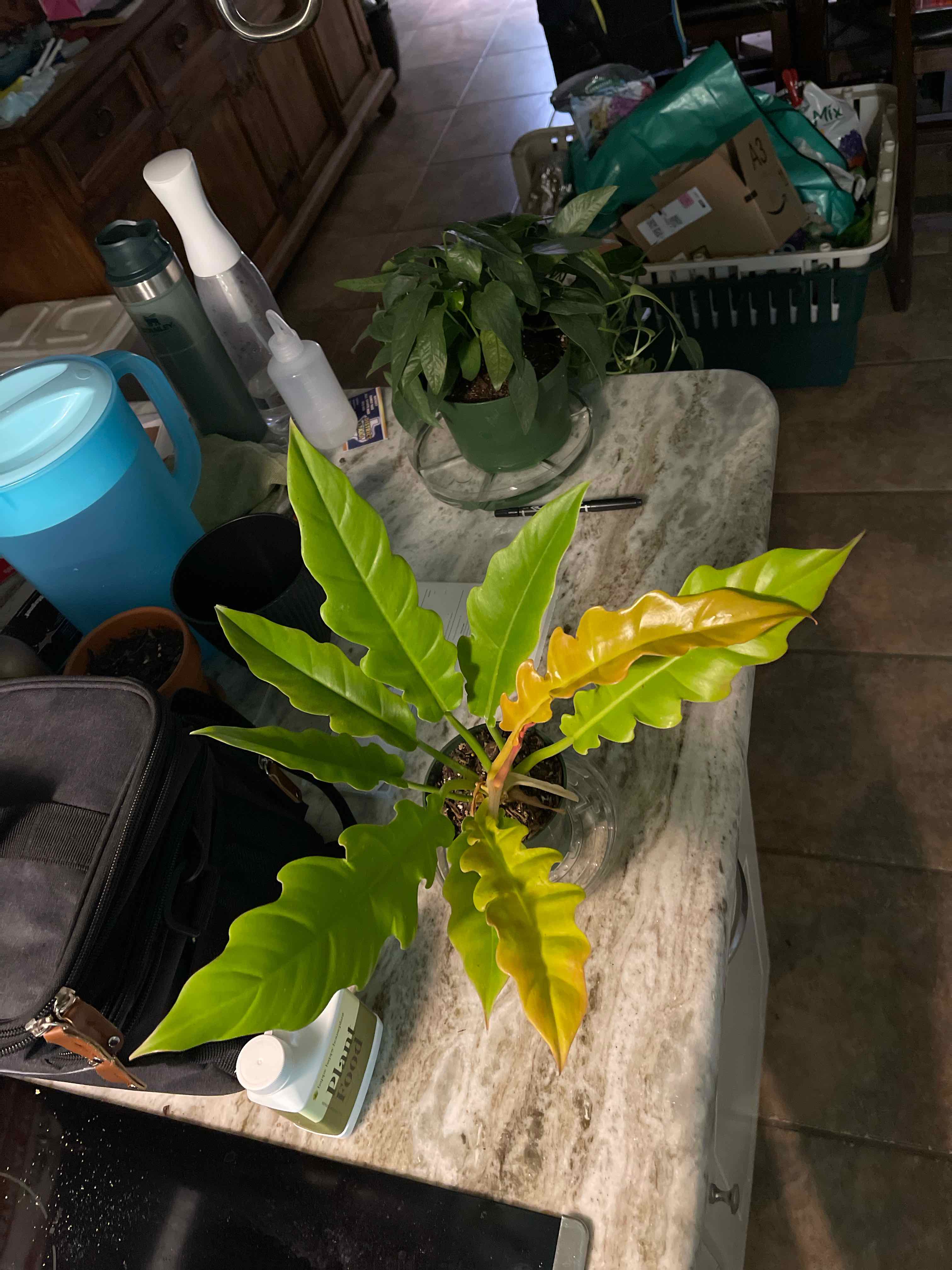 Golden Crocodile plant with vibrant green leaves and some yellowing, placed on a countertop.