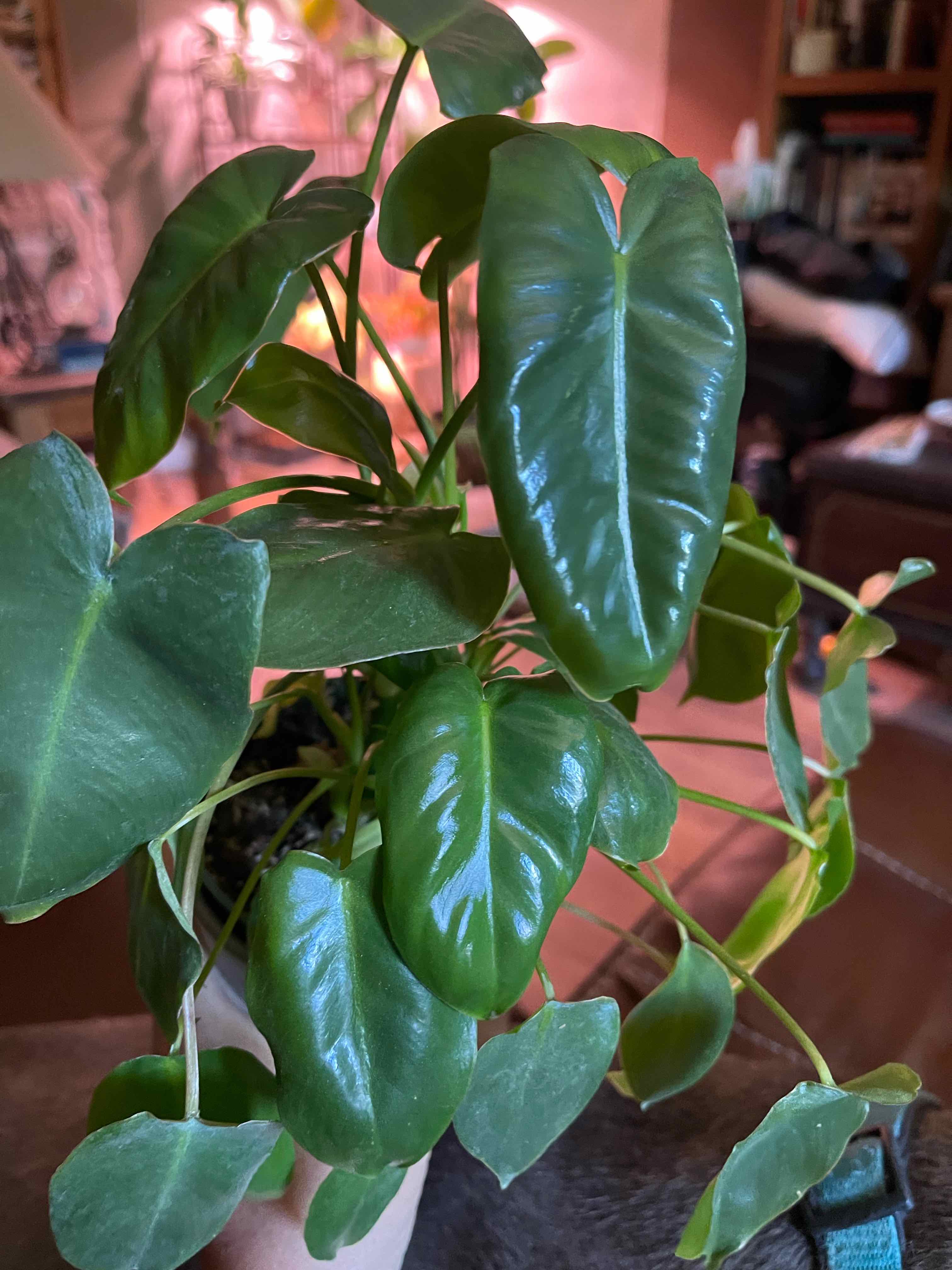 Philodendron Burle Marx plant with healthy, glossy green leaves.