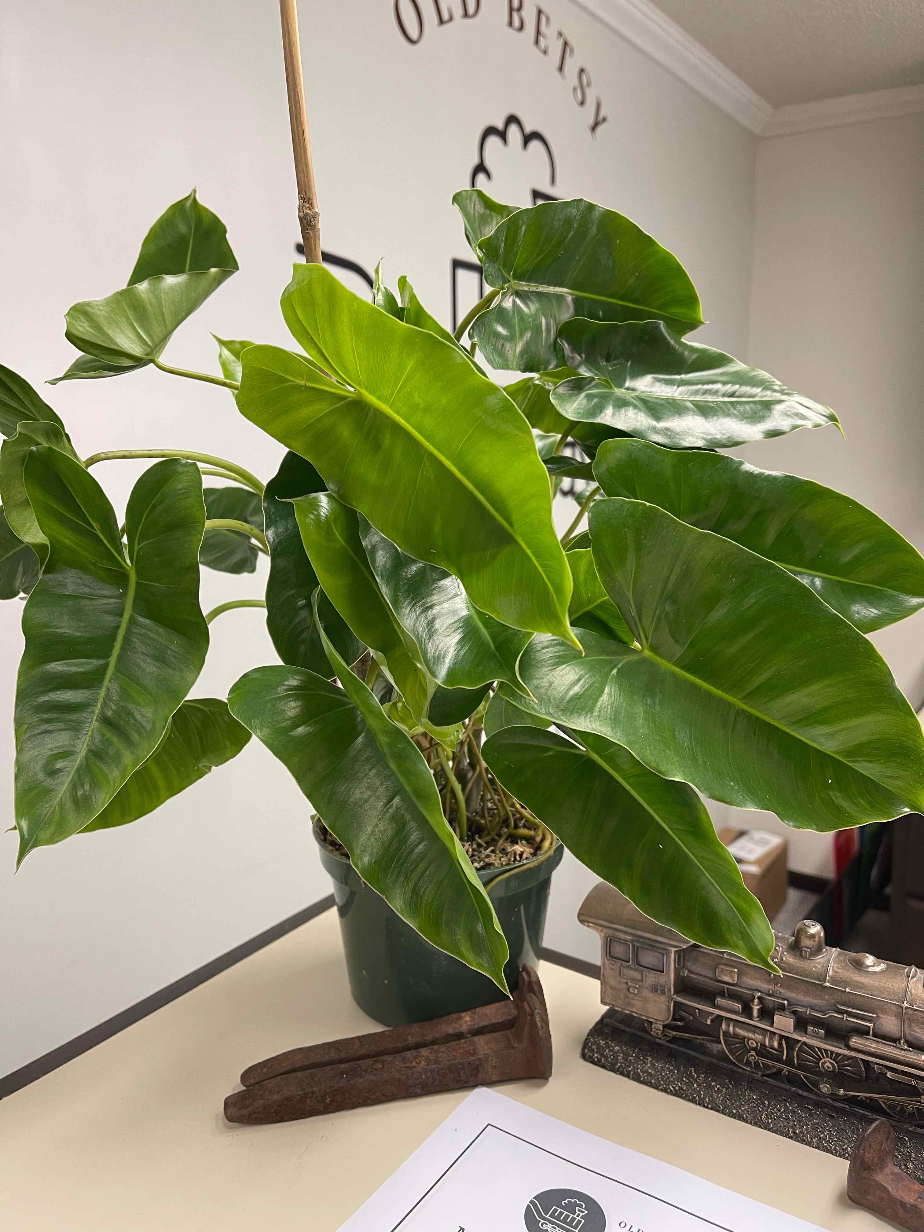Philodendron Burle Marx plant in a pot with healthy green leaves.