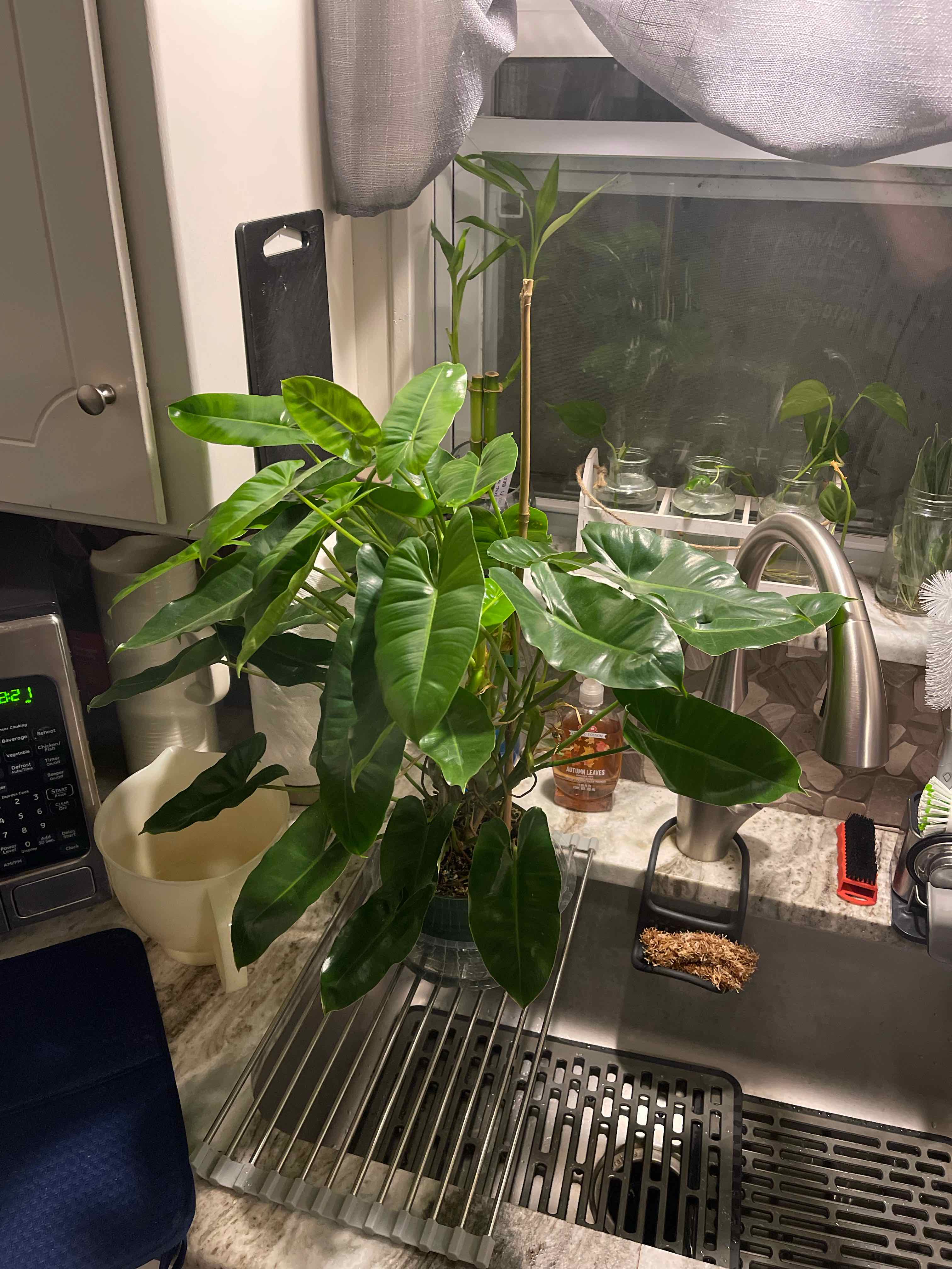 Philodendron Burle Marx plant on a kitchen sink with vibrant green leaves.