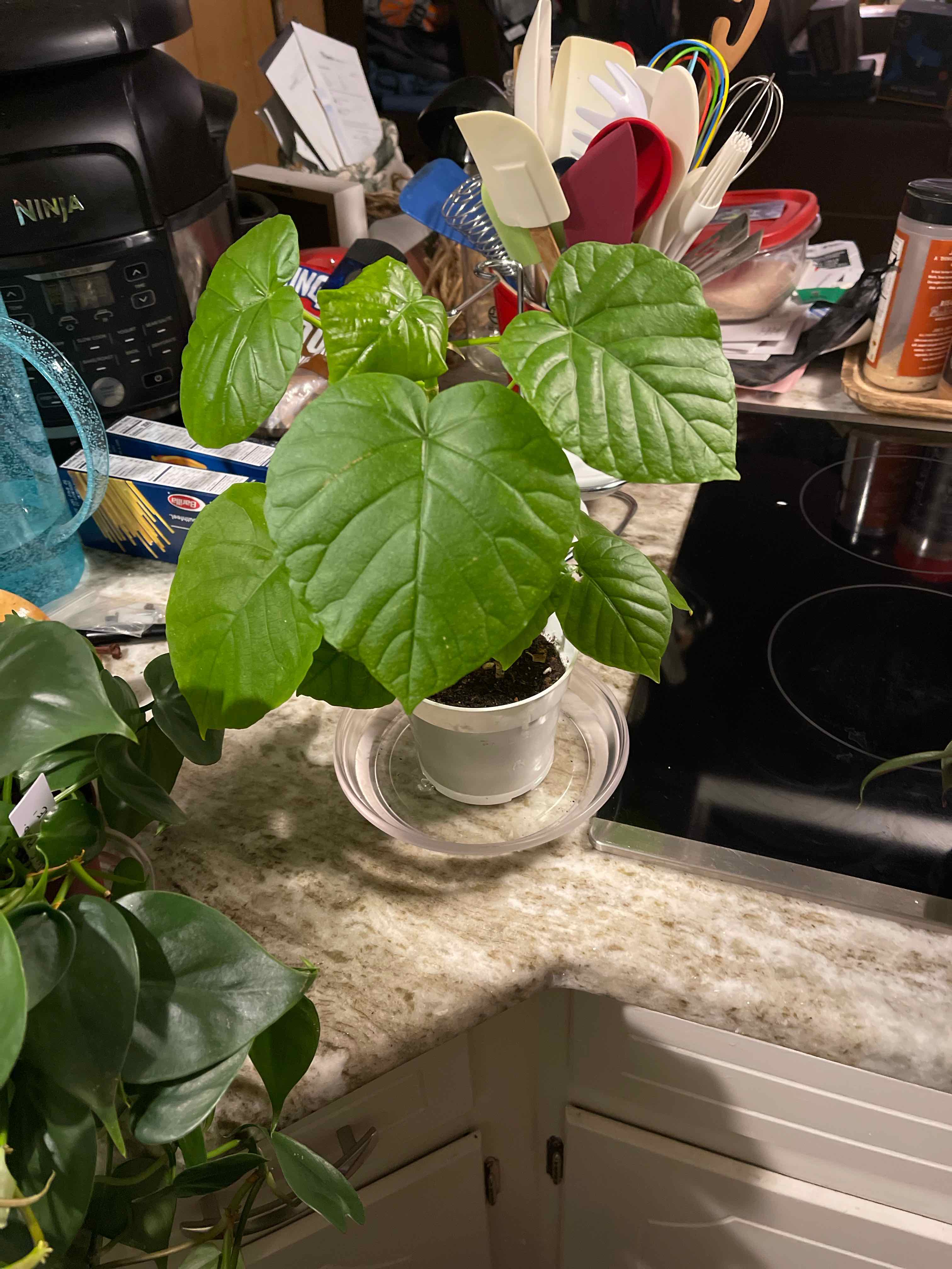 Ficus umbellata plant in a white pot on a kitchen counter with healthy green leaves.