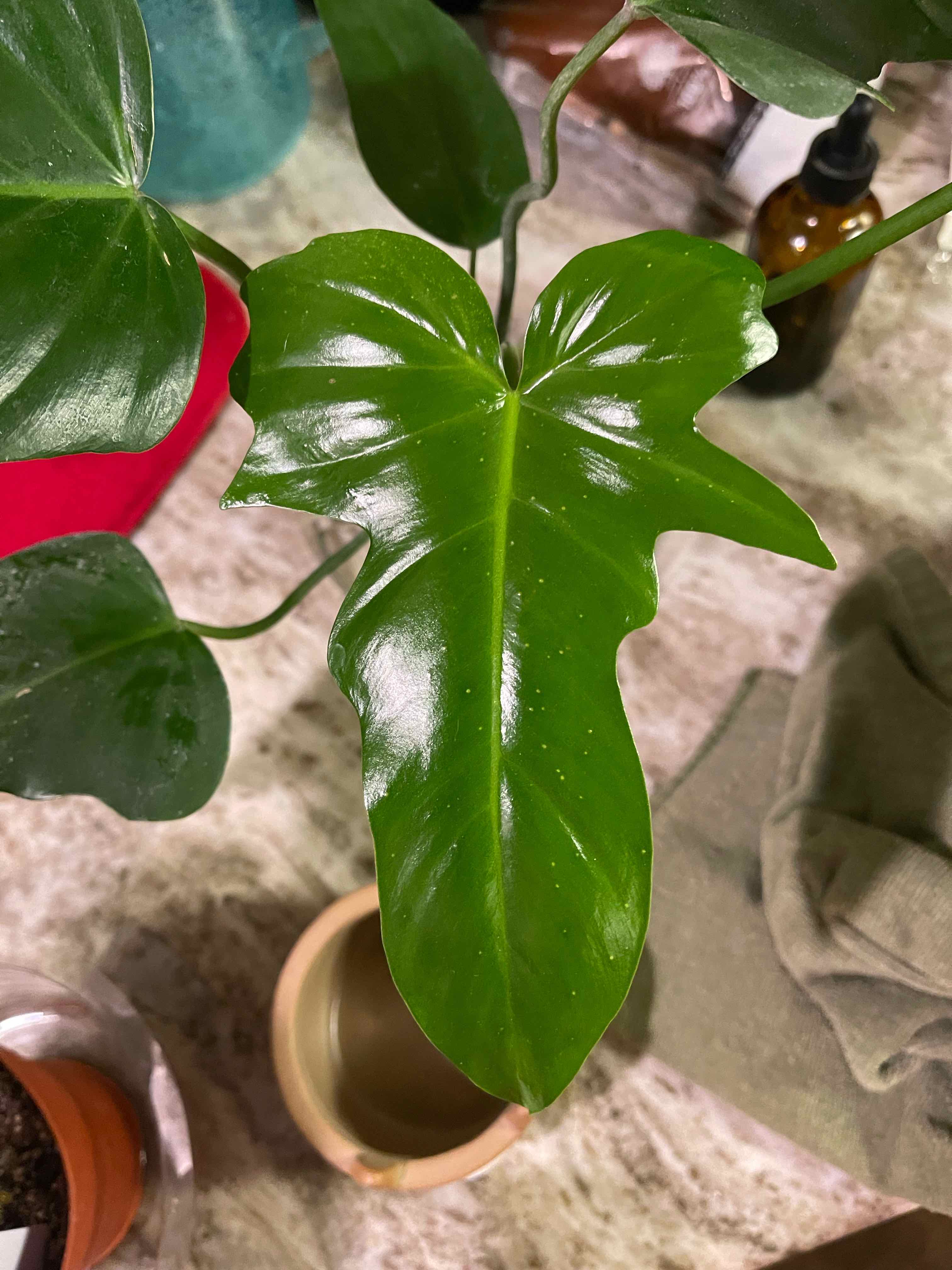 Healthy Philo Golden Dragon plant with vibrant green leaves and glossy appearance.