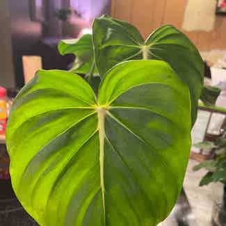 philodendron mcdowellii plant in Keene, Texas