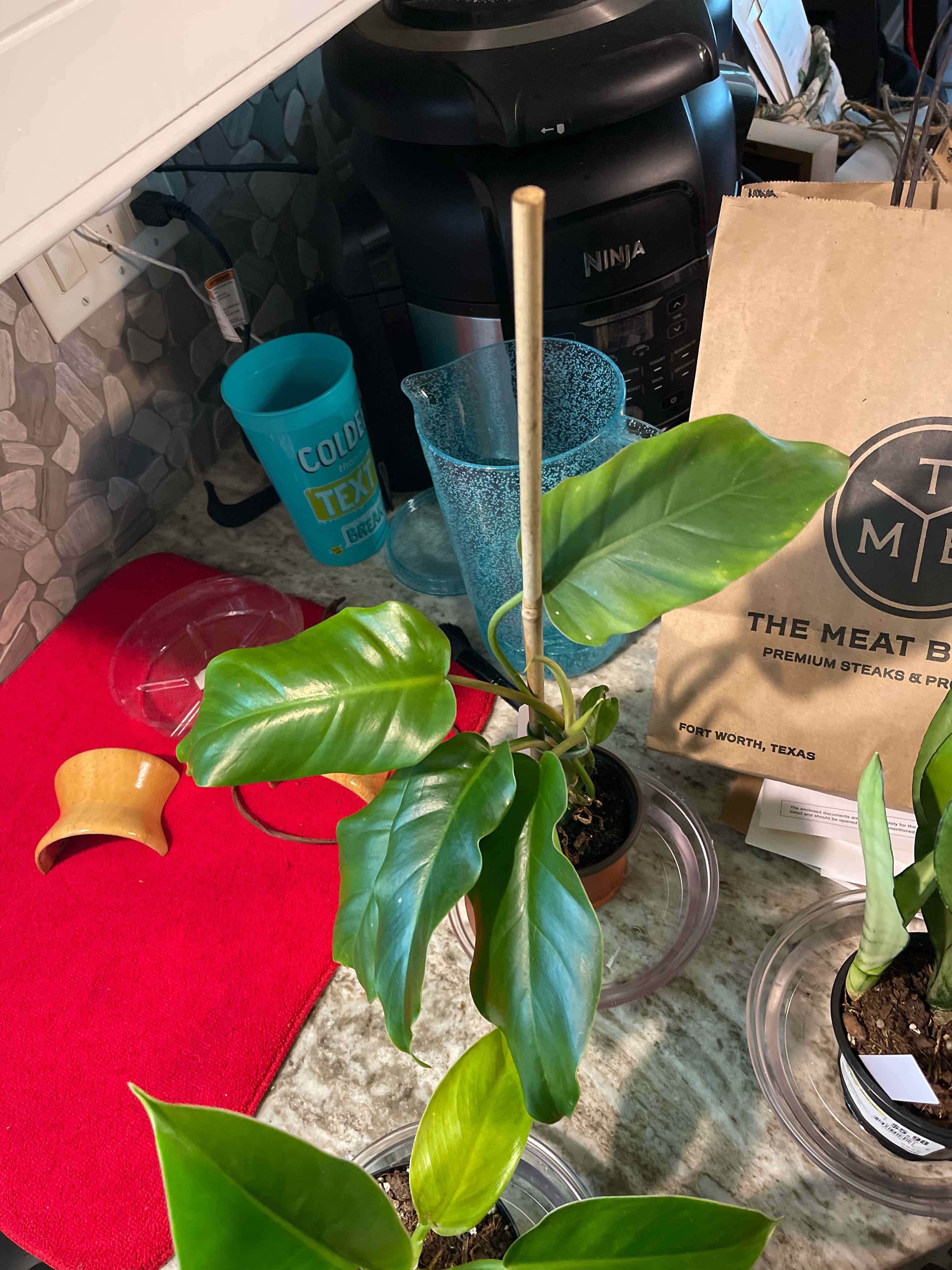 Photo of the plant species Henderson's Delight Philodendron by @TJphilobsessed named Fritz on Greg, the plant care app