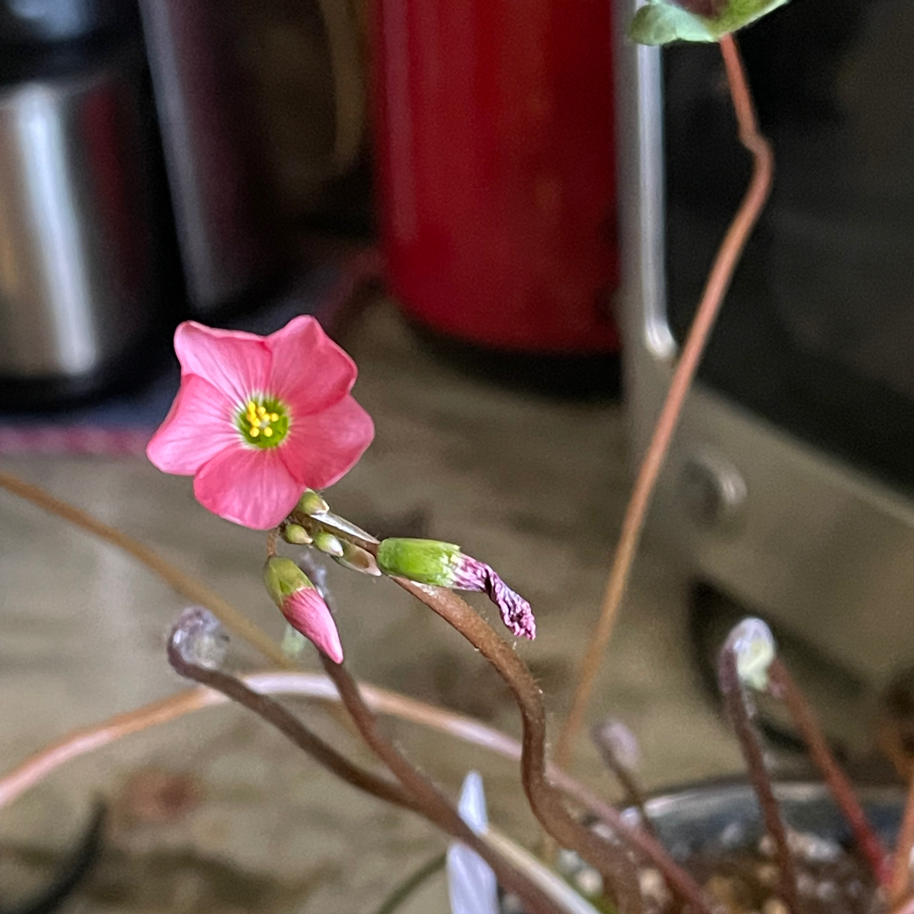Close-up of an Iron Cross plant with a pink flower indoors.