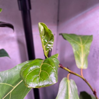 Fiddle Leaf Fig plant in Keene, Texas