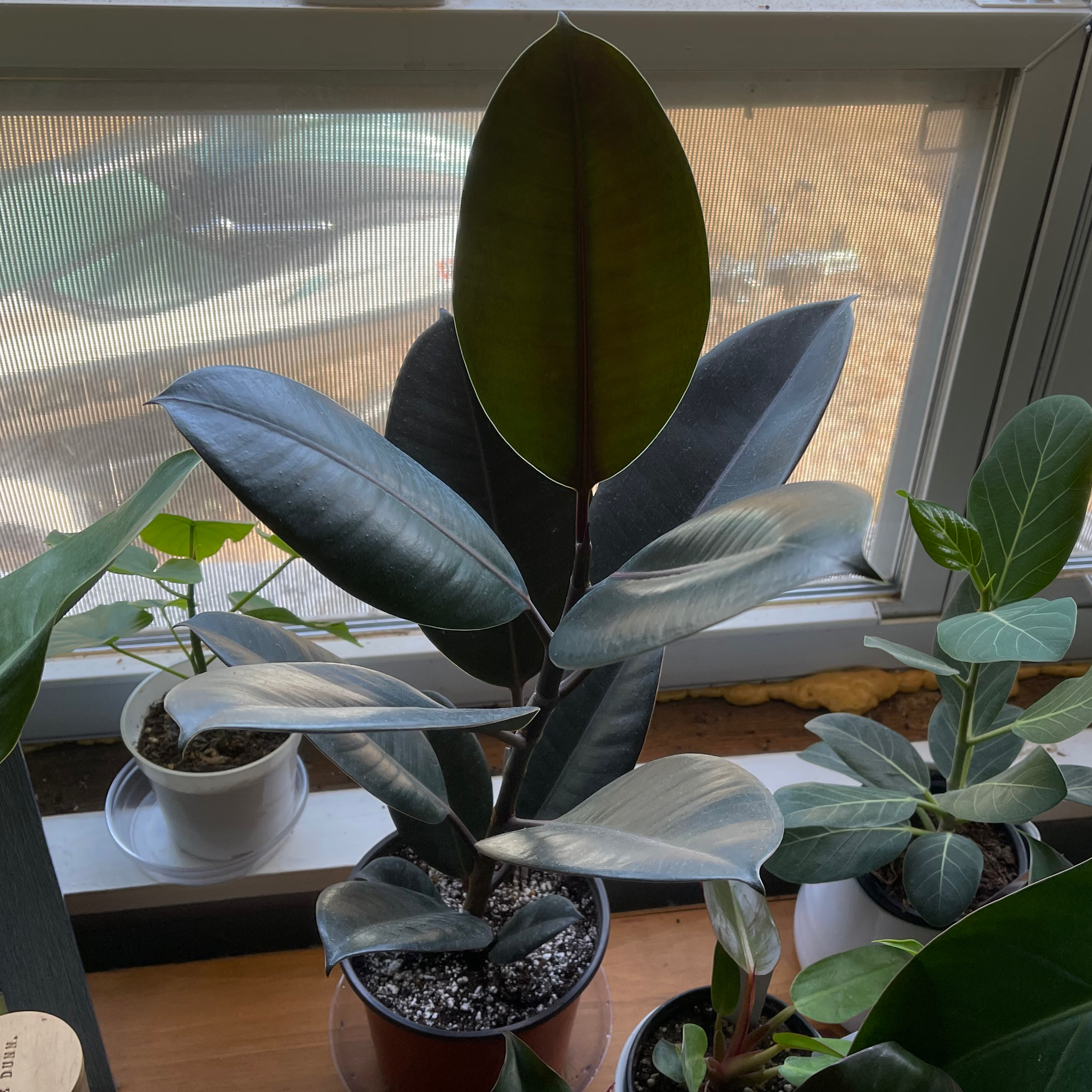 Photo of the plant species Rubber Plant 'Abidjan' by @TJphilobsessed named Abi on Greg, the plant care app