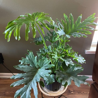 tree philodendron plant in Keene, Texas