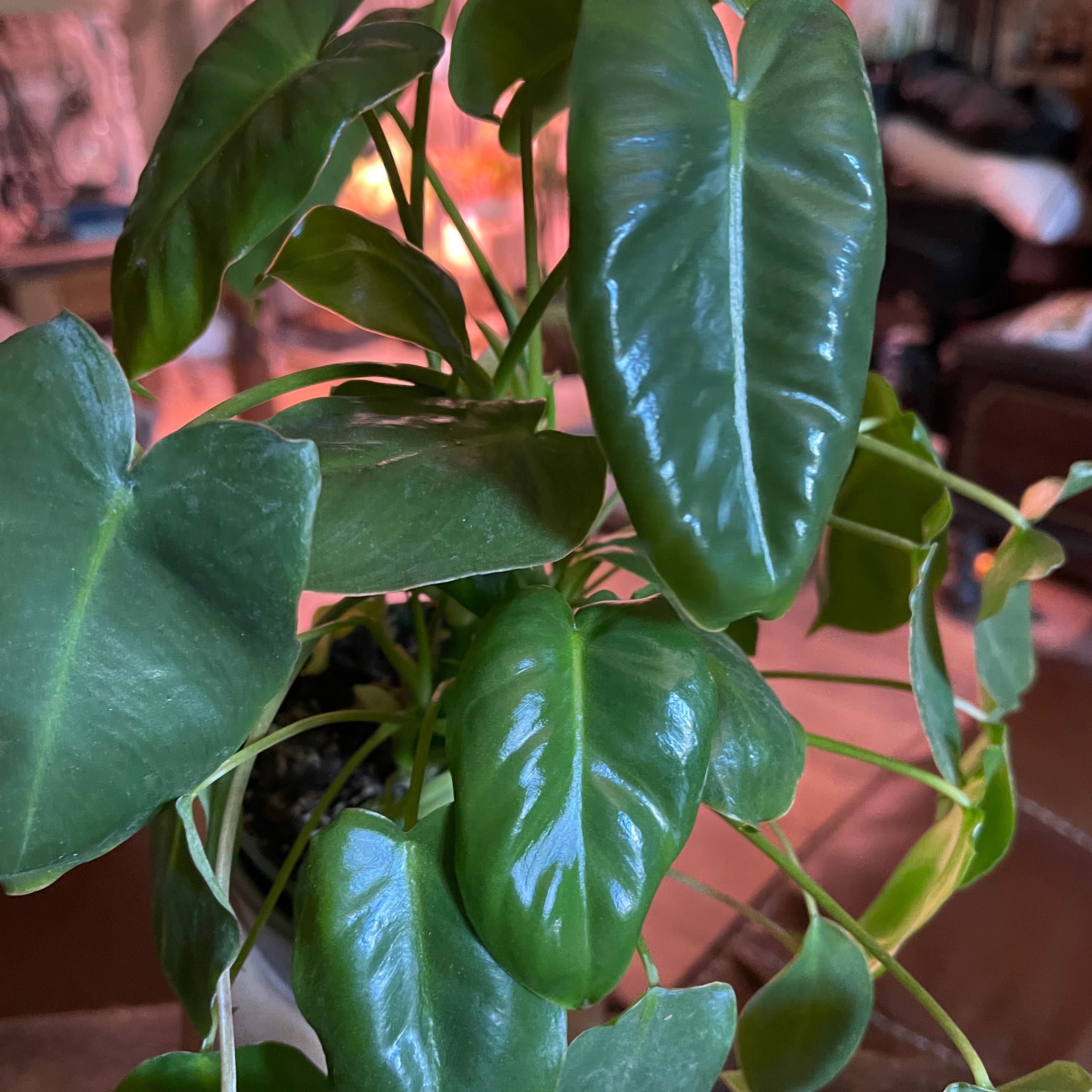 Philodendron Burle Marx plant with healthy, glossy green leaves.