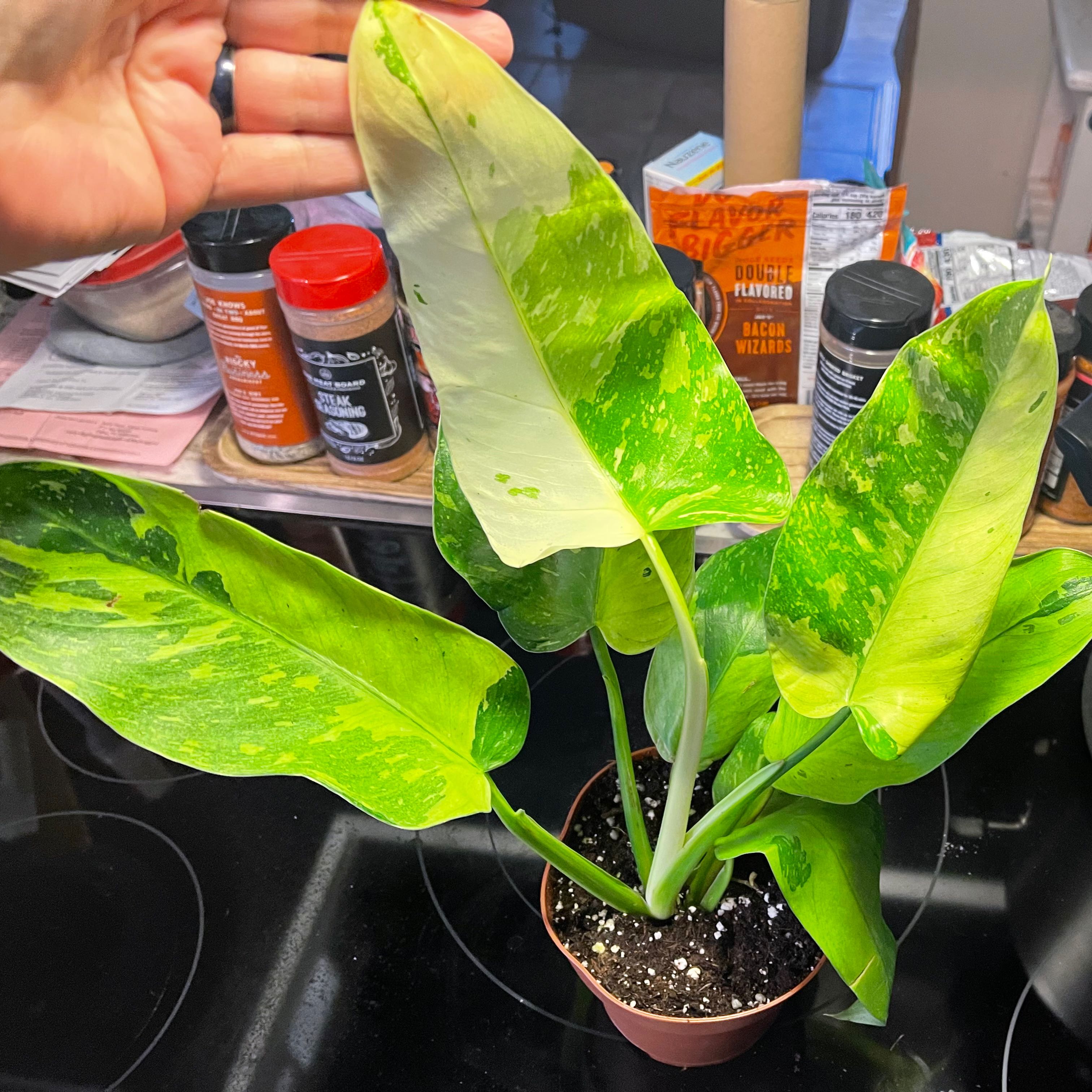 Philodendron 'Jose Buono' plant with variegated leaves, hand highlighting leaves.