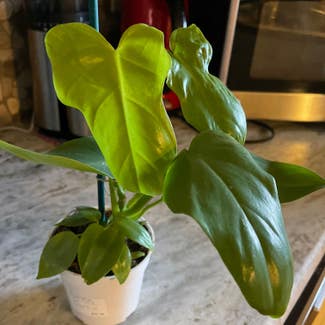 Philodendron Gold Violin plant in Keene, Texas