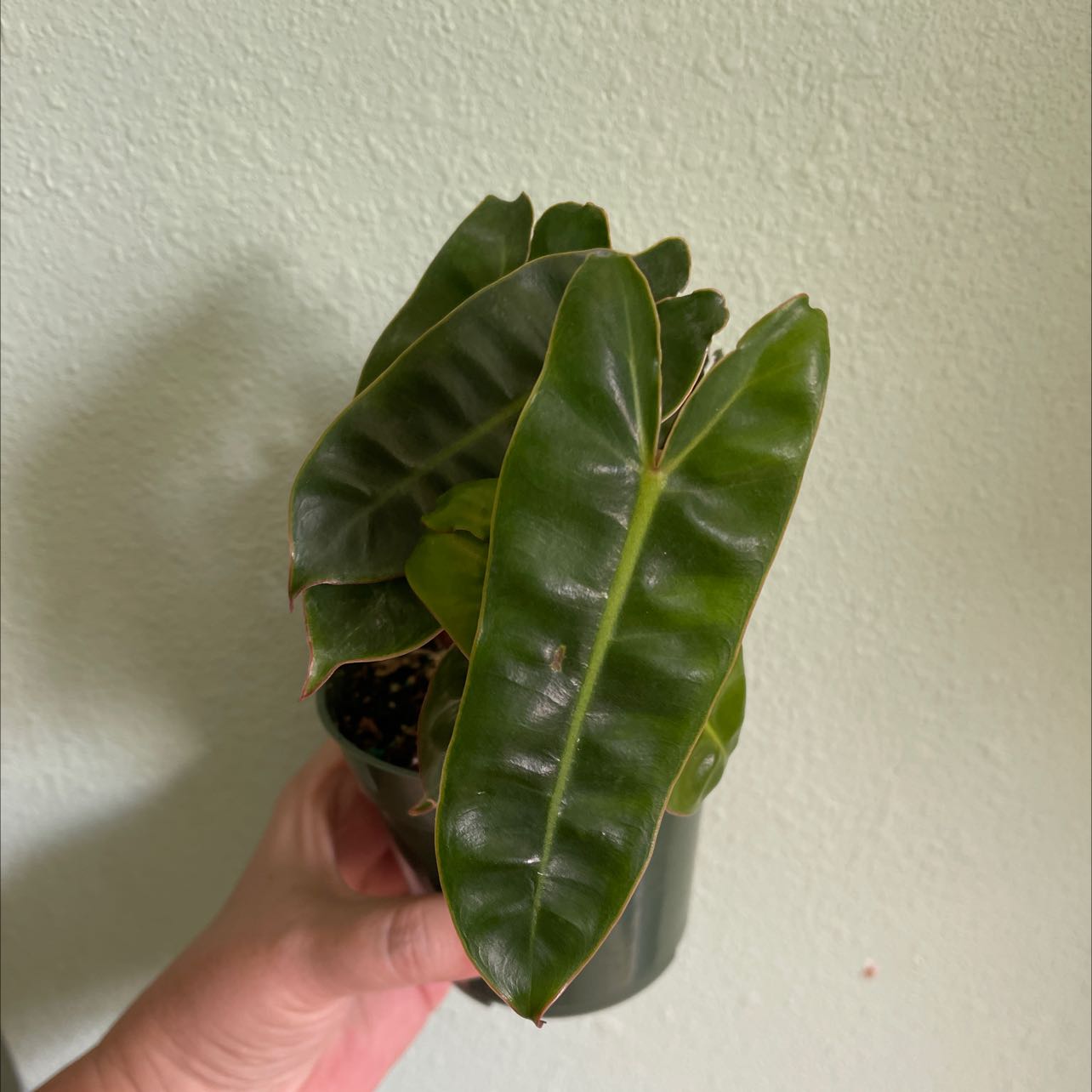 Philodendron billietiae plant with dark green leaves held by a hand.