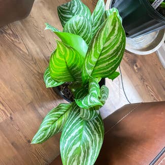 Chinese Evergreen plant in Keene, Texas