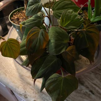 Philodendron Micans plant in Keene, Texas