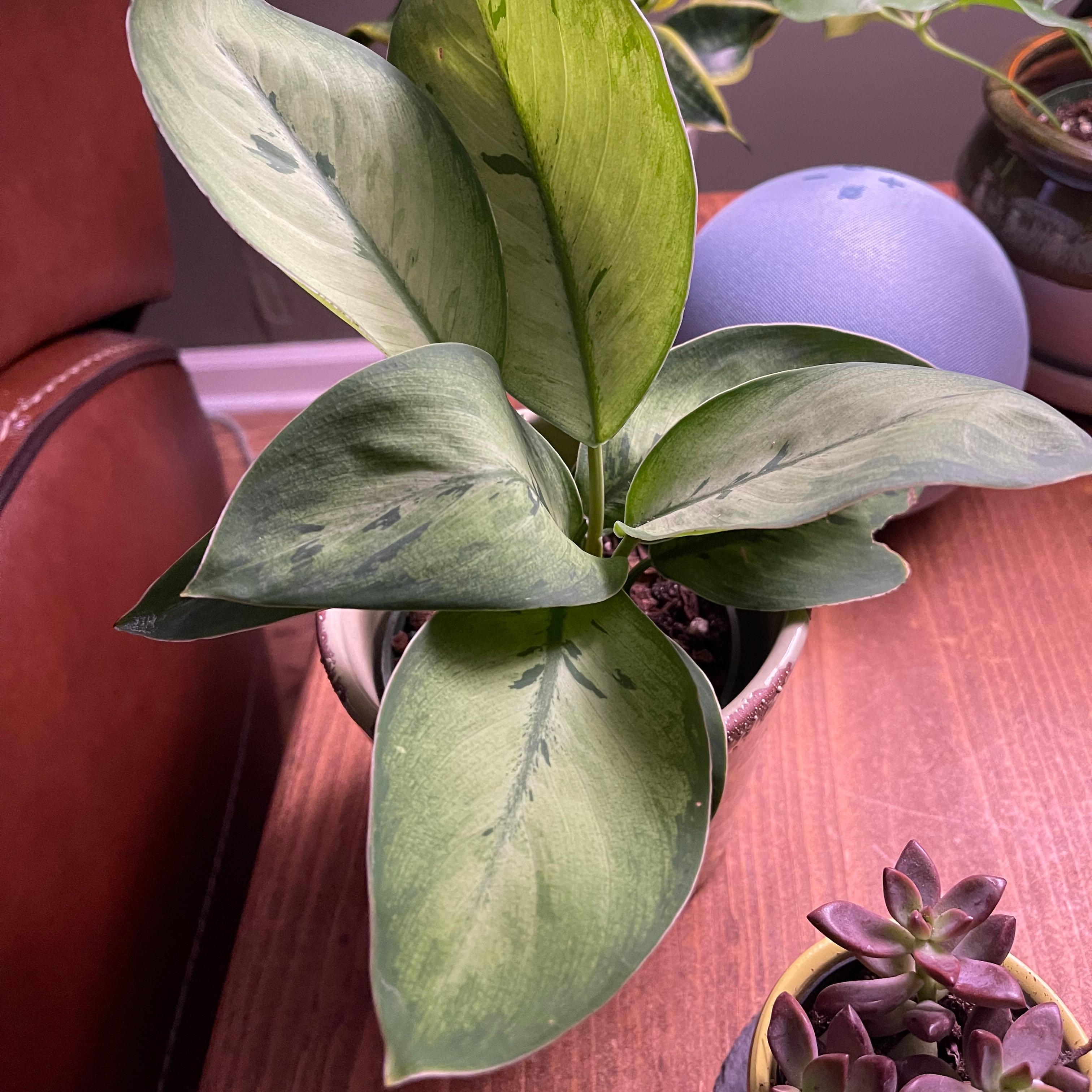 Homalomena 'Selby' plant with variegated leaves in a pot on a wooden surface.