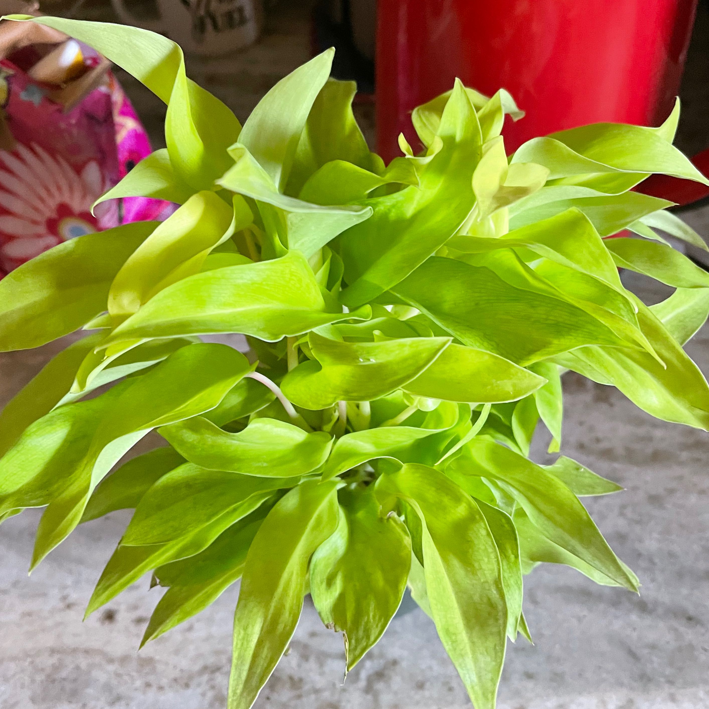Philodendron 'Malay Gold' plant with vibrant green leaves, well-framed and in focus.