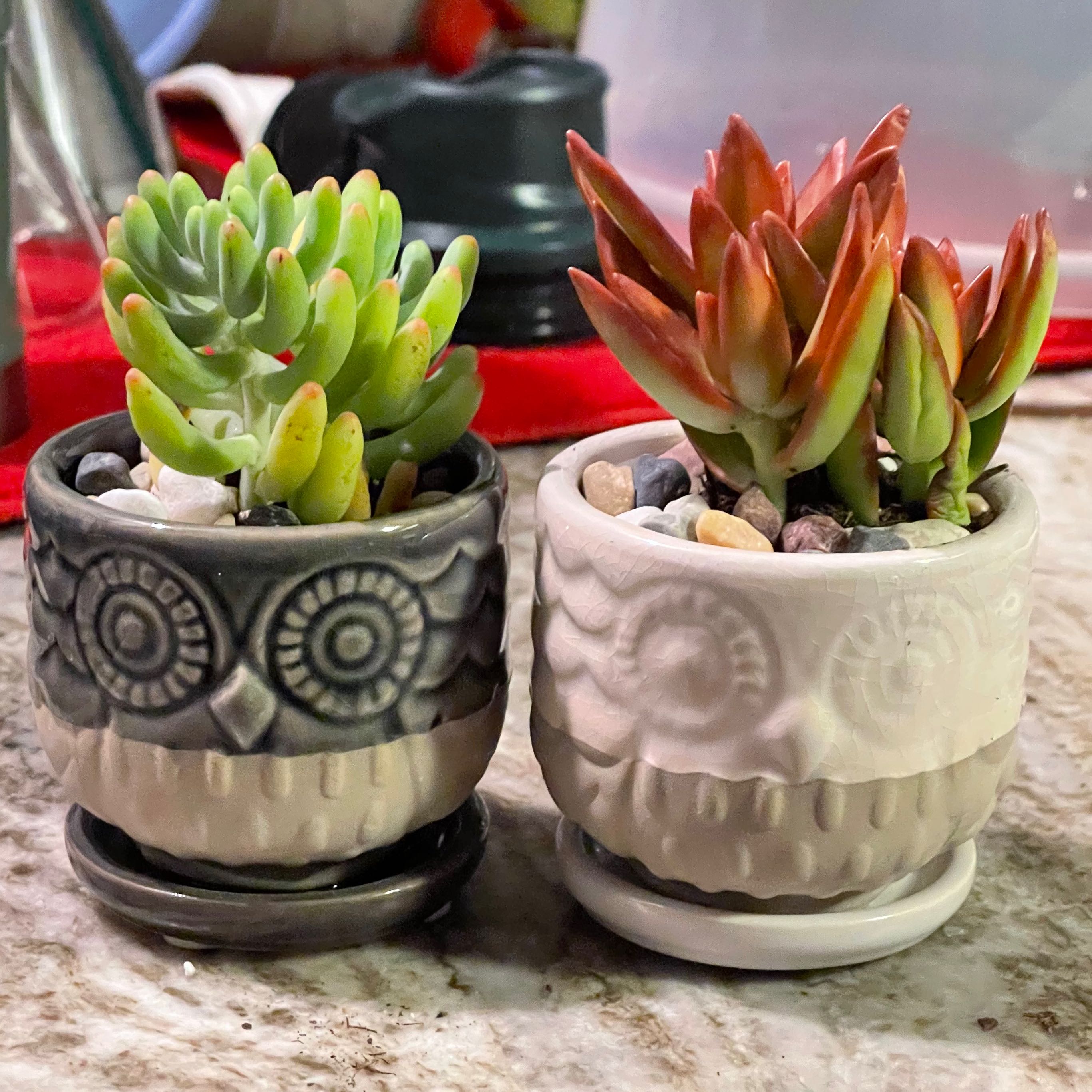 Two small potted succulent plants, including Sedum 'Firestorm' with reddish-orange leaves, in decorative owl-shaped pots.