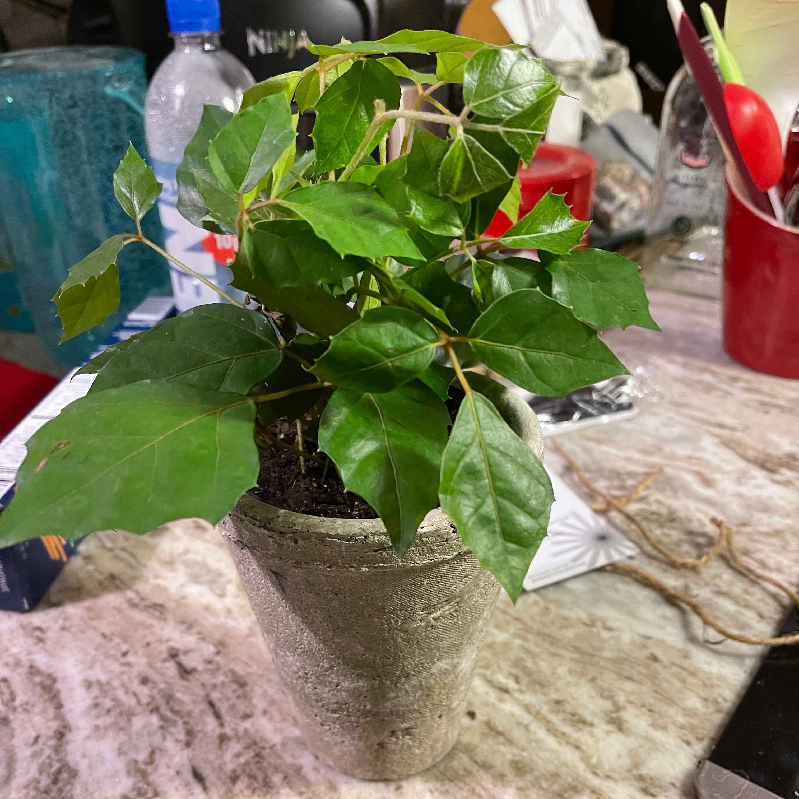 Photo of the plant species Oak Leaf Ivy by @TJphilobsessed named Oakie from Muskogee on Greg, the plant care app