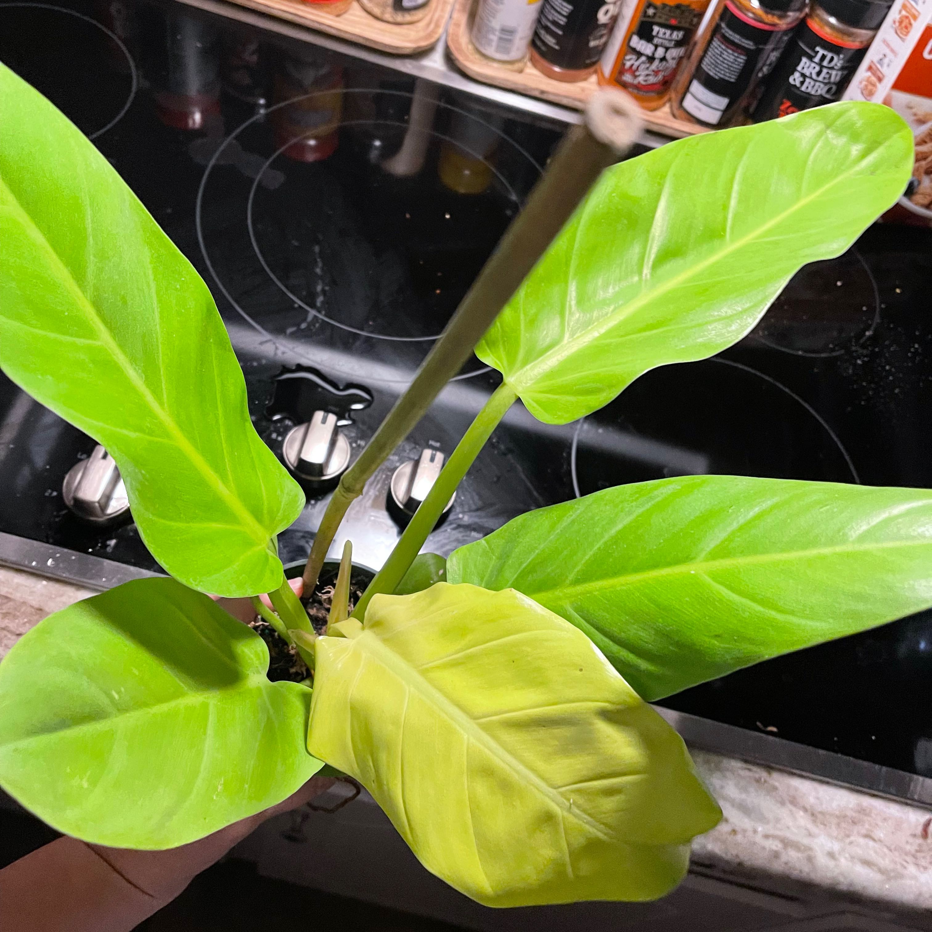 Philodendron Golden Melinonii plant with one yellowing leaf, in a kitchen setting.