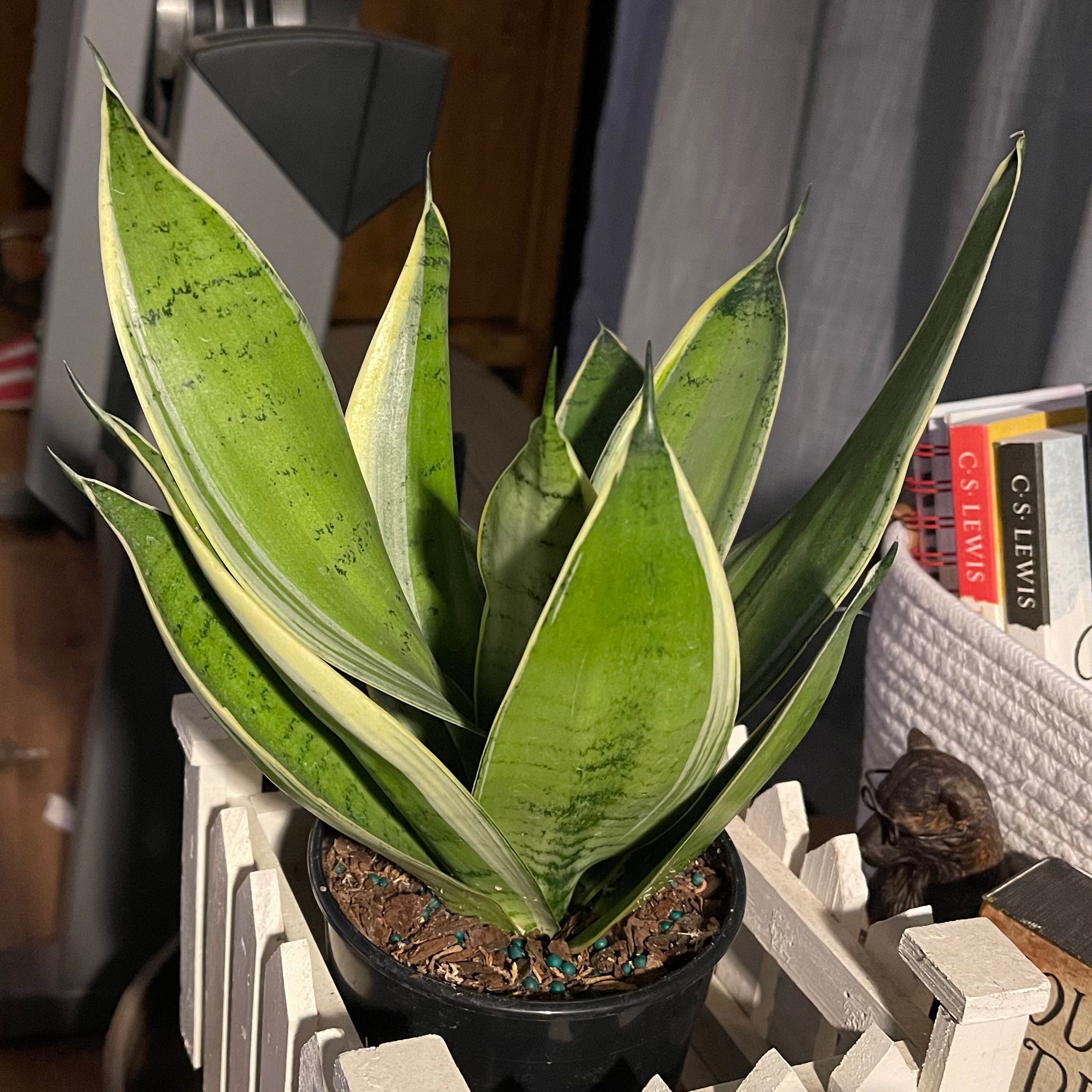 Sansevieria Night Owl plant in a pot with healthy green leaves.
