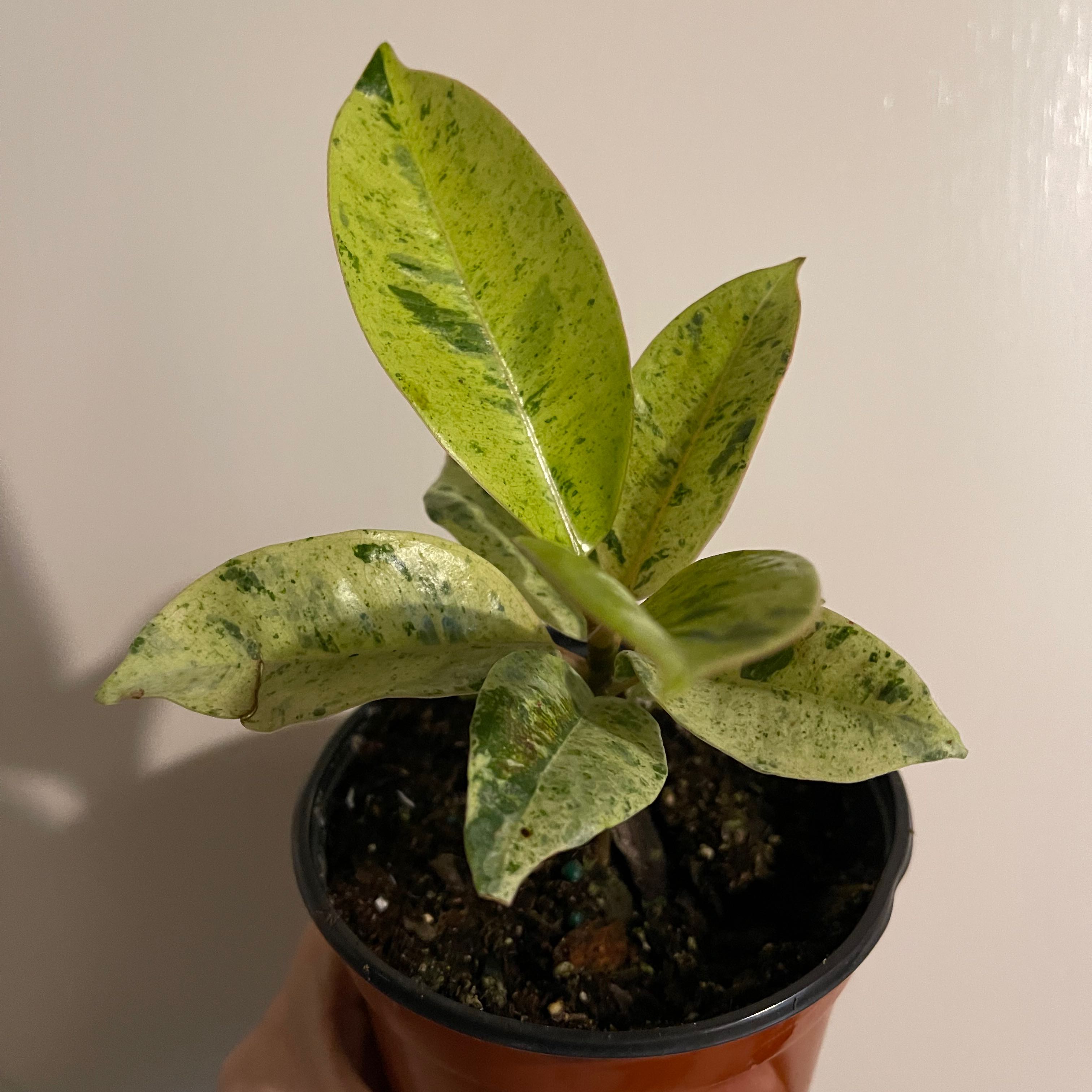 Ficus elastica 'Shivereana' plant in a small pot with variegated leaves.