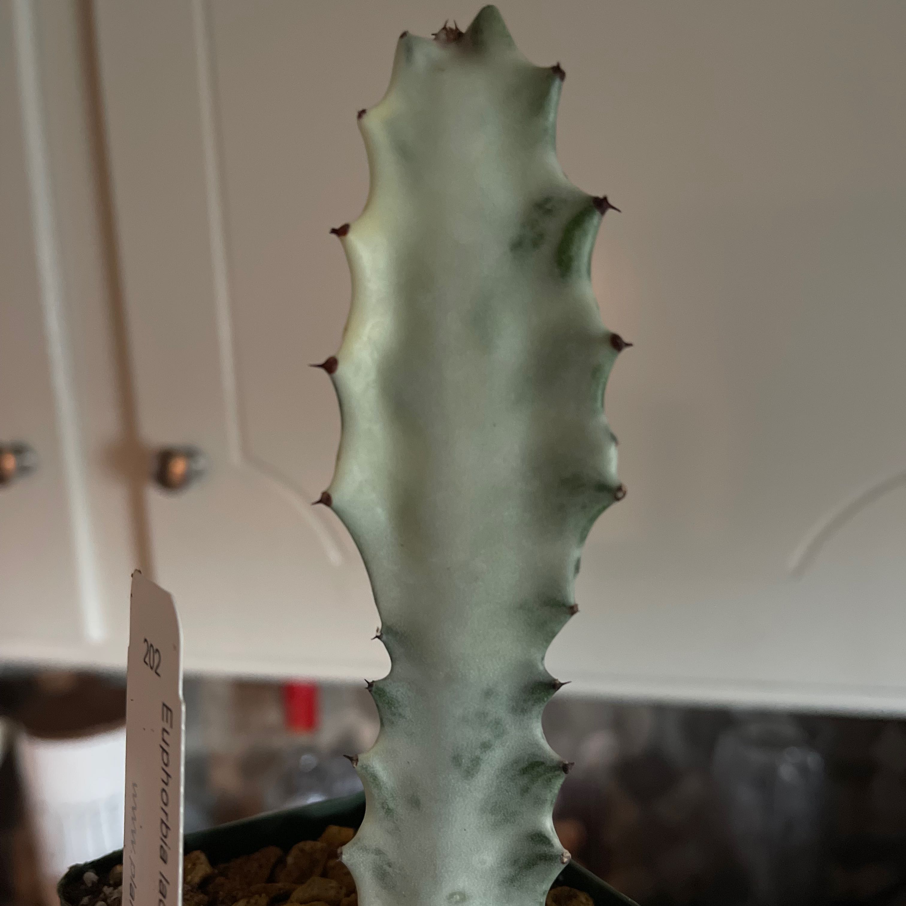 Photo of the plant species White Ghost Cactus by @TJphilobsessed named Boo on Greg, the plant care app