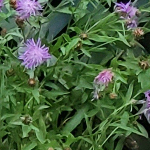 Photo of the plant species Brown Knapweed by @QueenDatepalm named Zeus on Greg, the plant care app