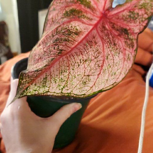 Photo of the plant species Caladium 'Fannie Munson' by @QueenDatepalm named Rihanna on Greg, the plant care app