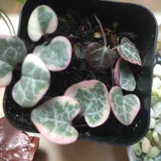 variegated string of hearts plant in Mooresville, North Carolina