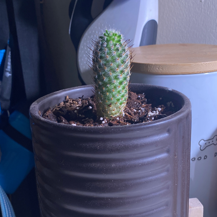 Photo of the plant species Lace Hedgehog Cactus by @m99seba named Harper on Greg, the plant care app