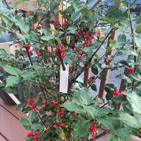 Photo of the plant species Holly by Cozysucc named Your plant on Greg, the plant care app