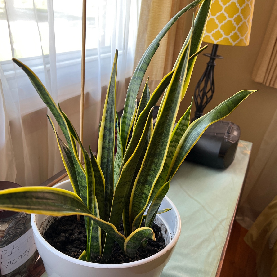 Snake Plant plant photo by @Babygotplants named Doris on Greg, the plant care app.