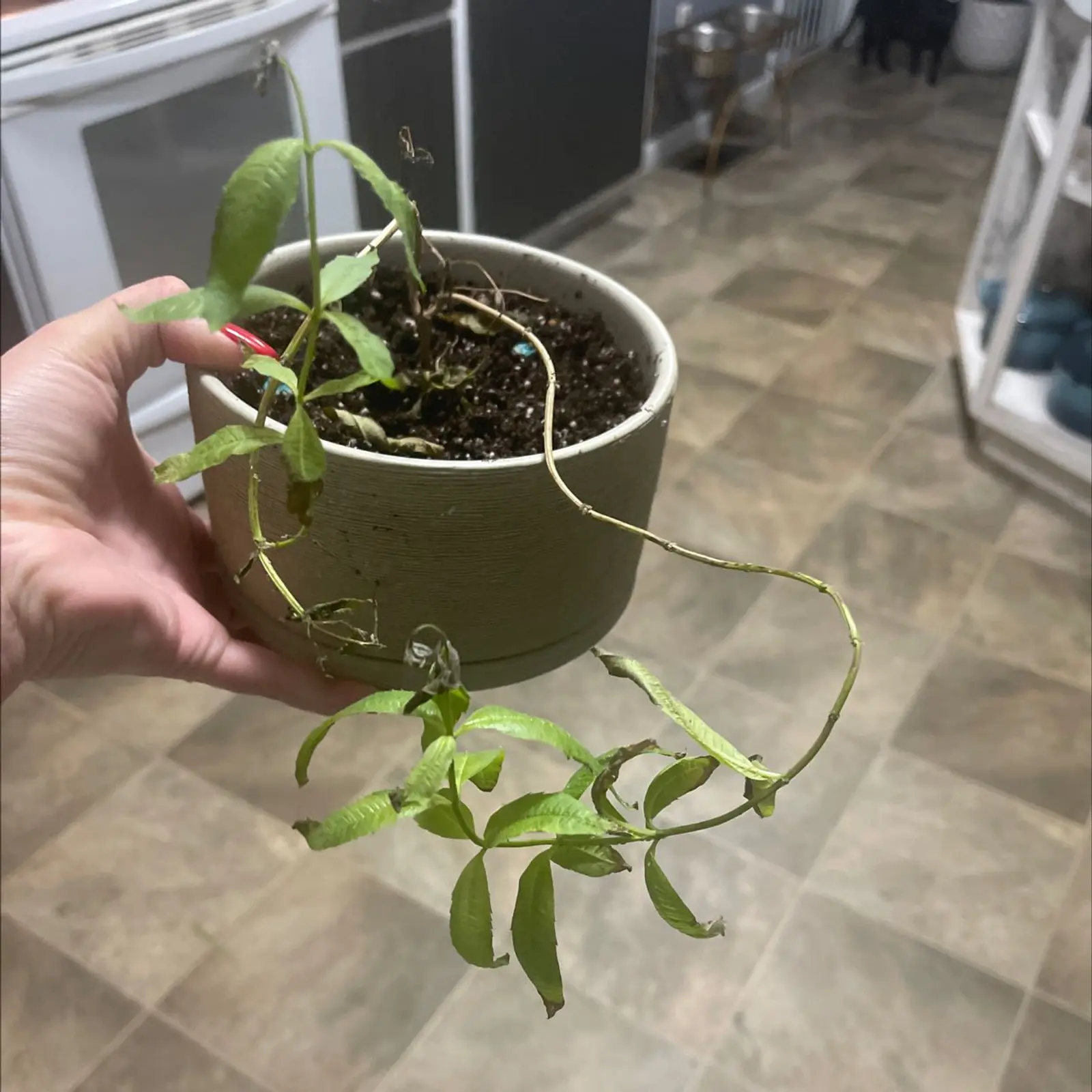 Potted lemon verbena plant with yellowing and browning leaves, held by a hand.