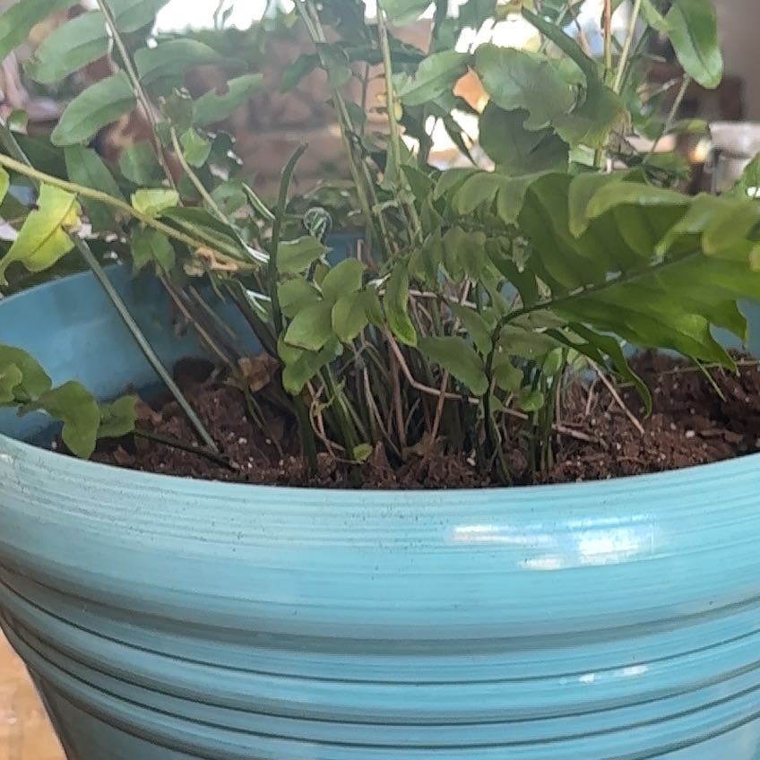 Photo of the plant species Macho Fern by @BabySkunkvine named Apollo on Greg, the plant care app