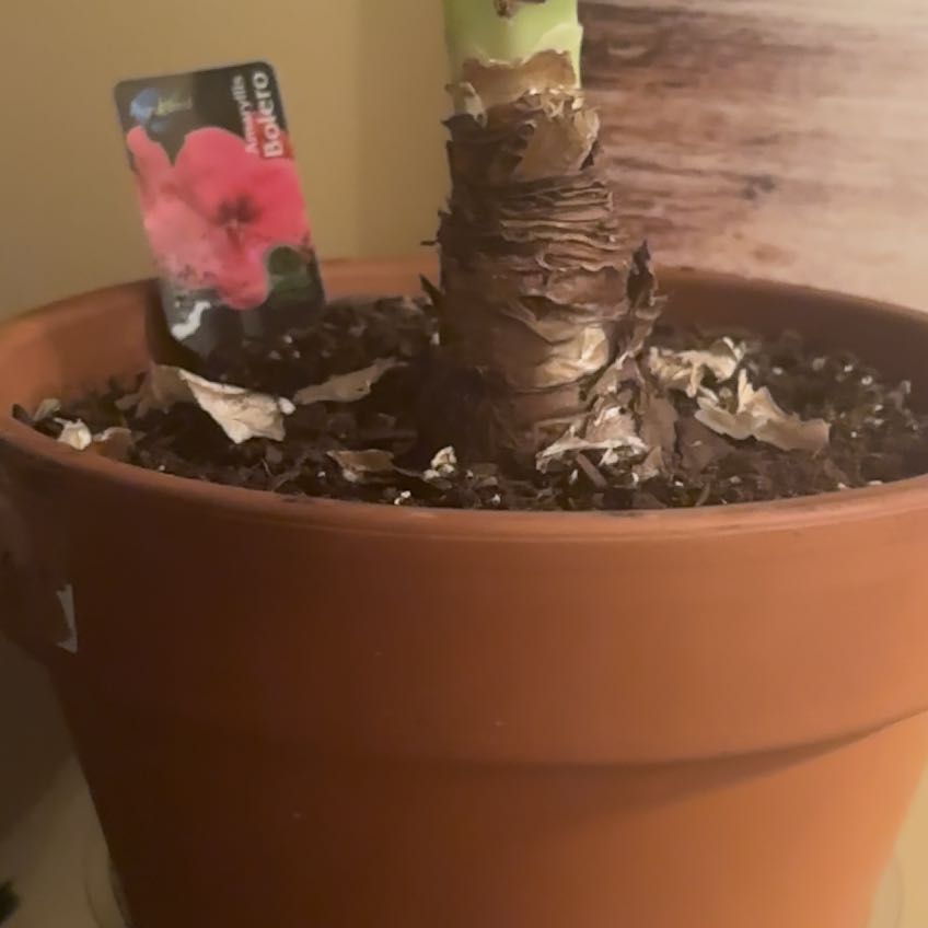 Photo of the plant species Minerva Amaryllis by @BabySkunkvine named Zion on Greg, the plant care app