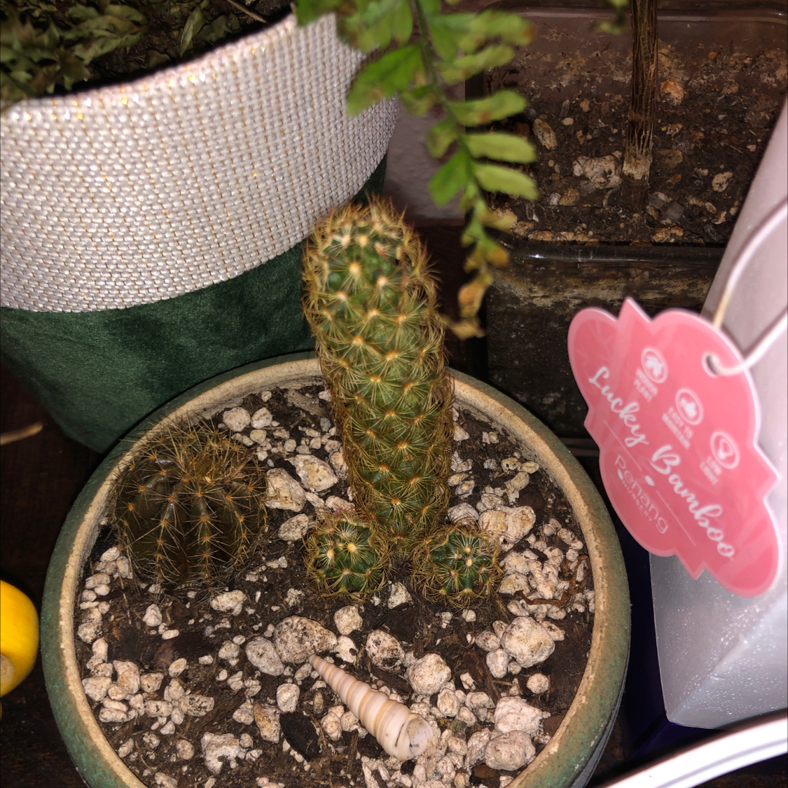 Mammillaria Elongata plant photo by Jenny k named LiloStitch on Greg, the plant care app.