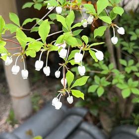 Photo of the plant species Japanese Barberry by Karen named Prince on Greg, the plant care app
