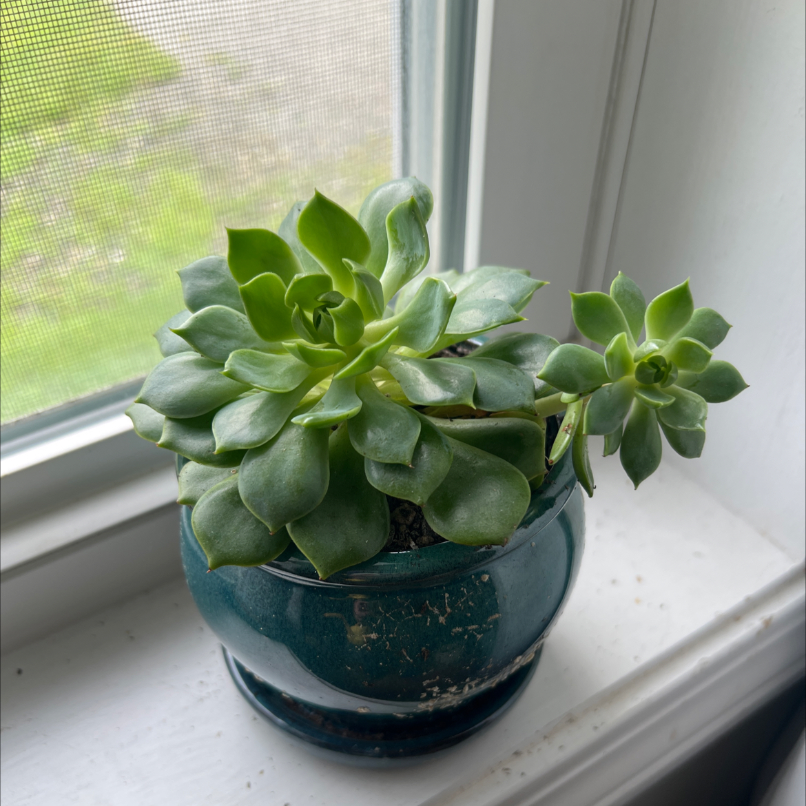 Photo of the plant species Echeveria 'Ramillete' by @LetitGrow named Madonna on Greg, the plant care app