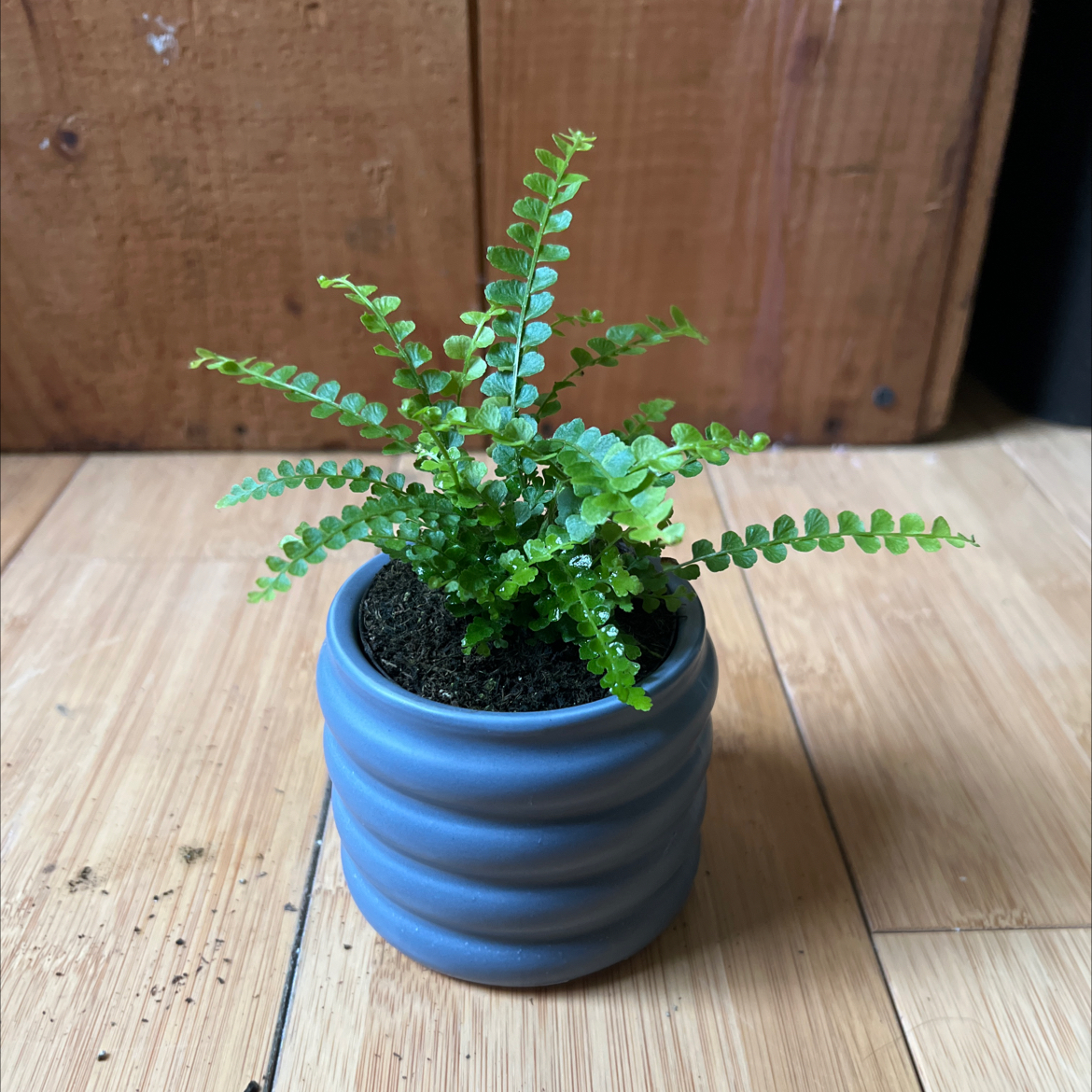 Photo of the plant species Lemon Button Fern by @LetitGrow named Stella on Greg, the plant care app