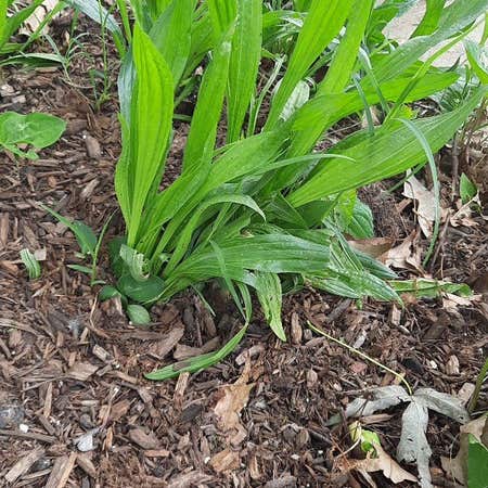 Photo of the plant species Ribwort Plantain by @UnspoiltMayten named Nemo on Greg, the plant care app