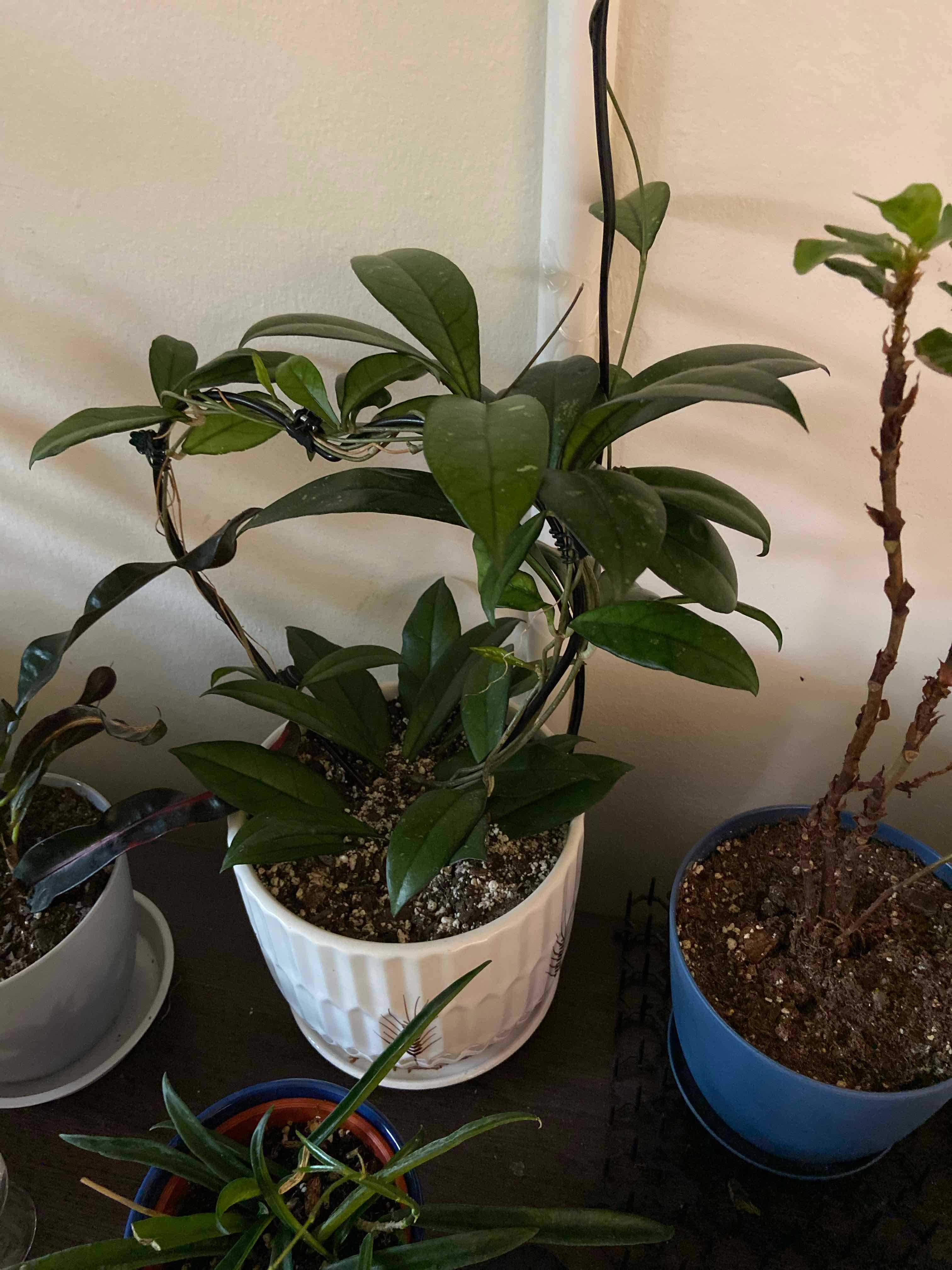Potted Hoya crassipetiolata plant with dark green leaves, soil visible, well-framed.