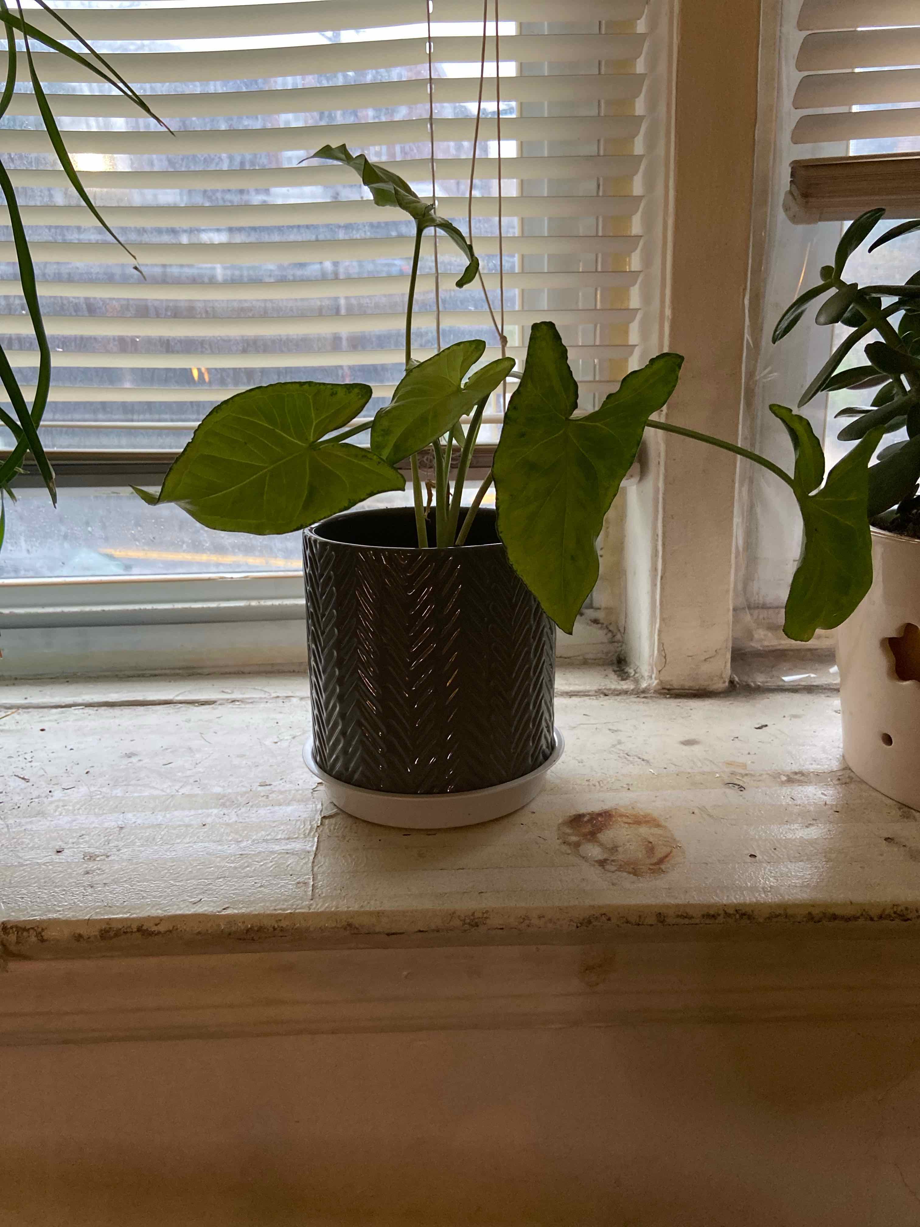Potted Syngonium 'Holly' plant on a windowsill with healthy green leaves.