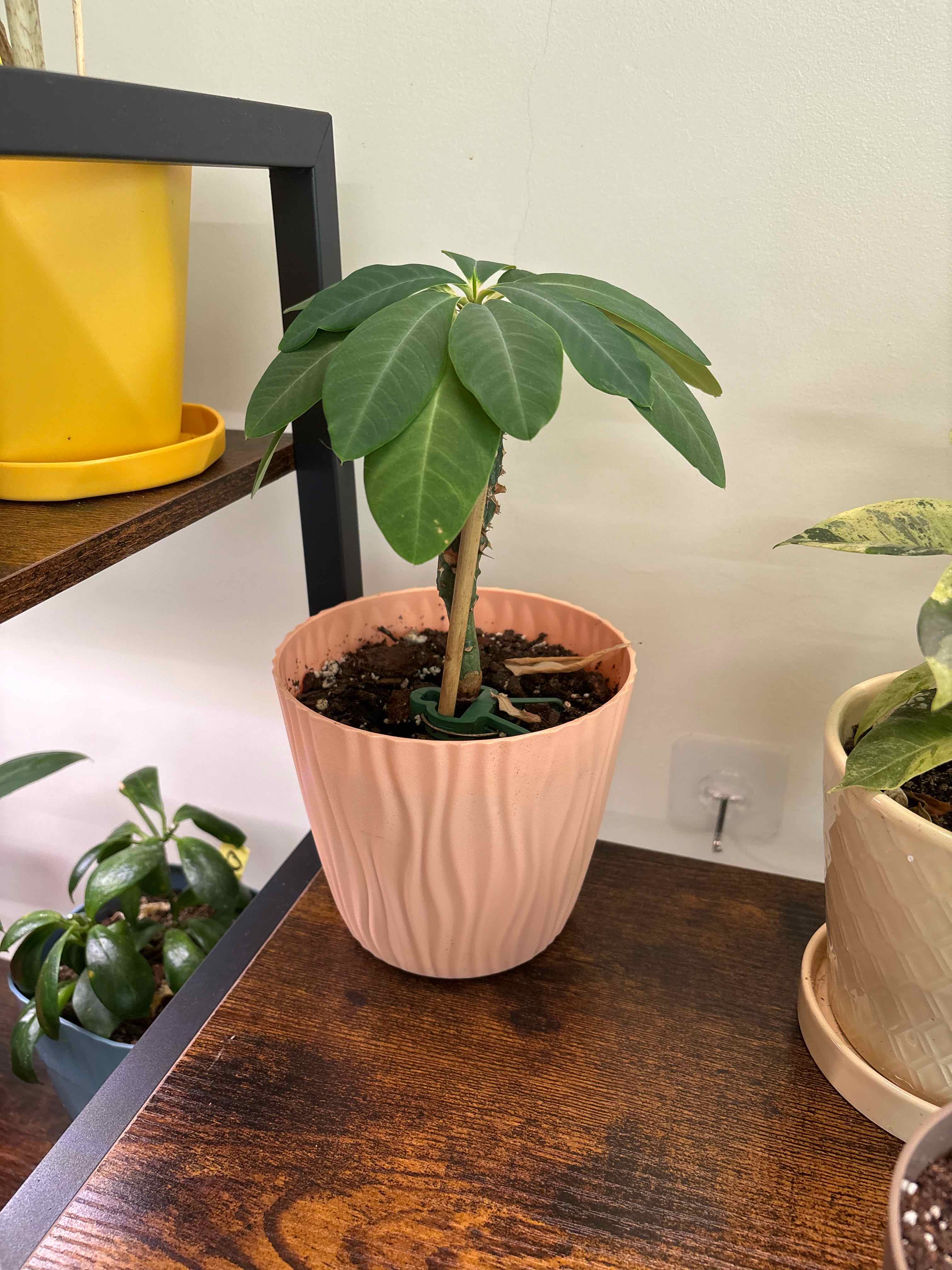 Photo of the plant species Euphorbia Viguieri by @FitBrowallia named Rambo on Greg, the plant care app